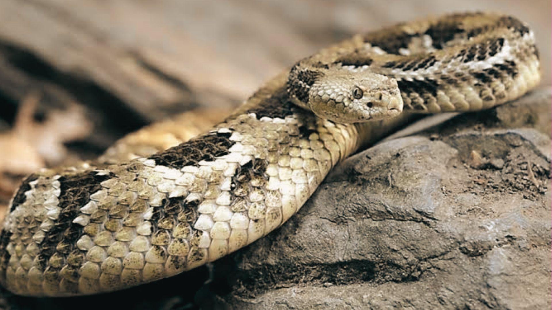 Timber rattlesnake with pale gray body and dark chevron bands resting on rock, head uplifted, camouflaged pattern