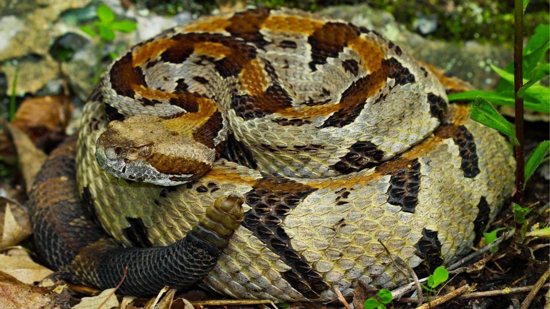Timber rattlesnake with brown and tan pattern coiled on forest floor, rattle visible.