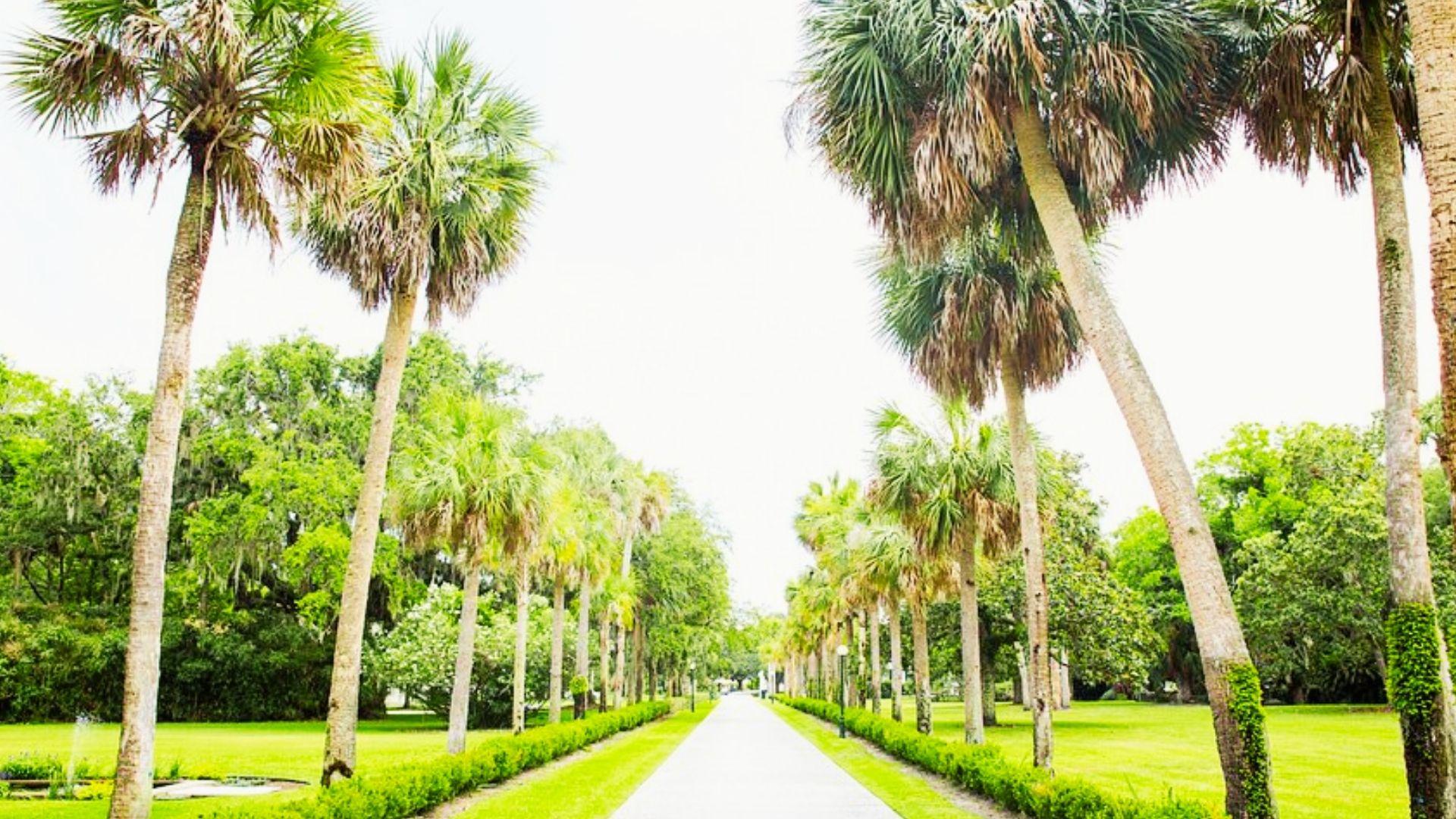 Long paved walkway lined with tall palm trees, green hedges and grass under bright sky.