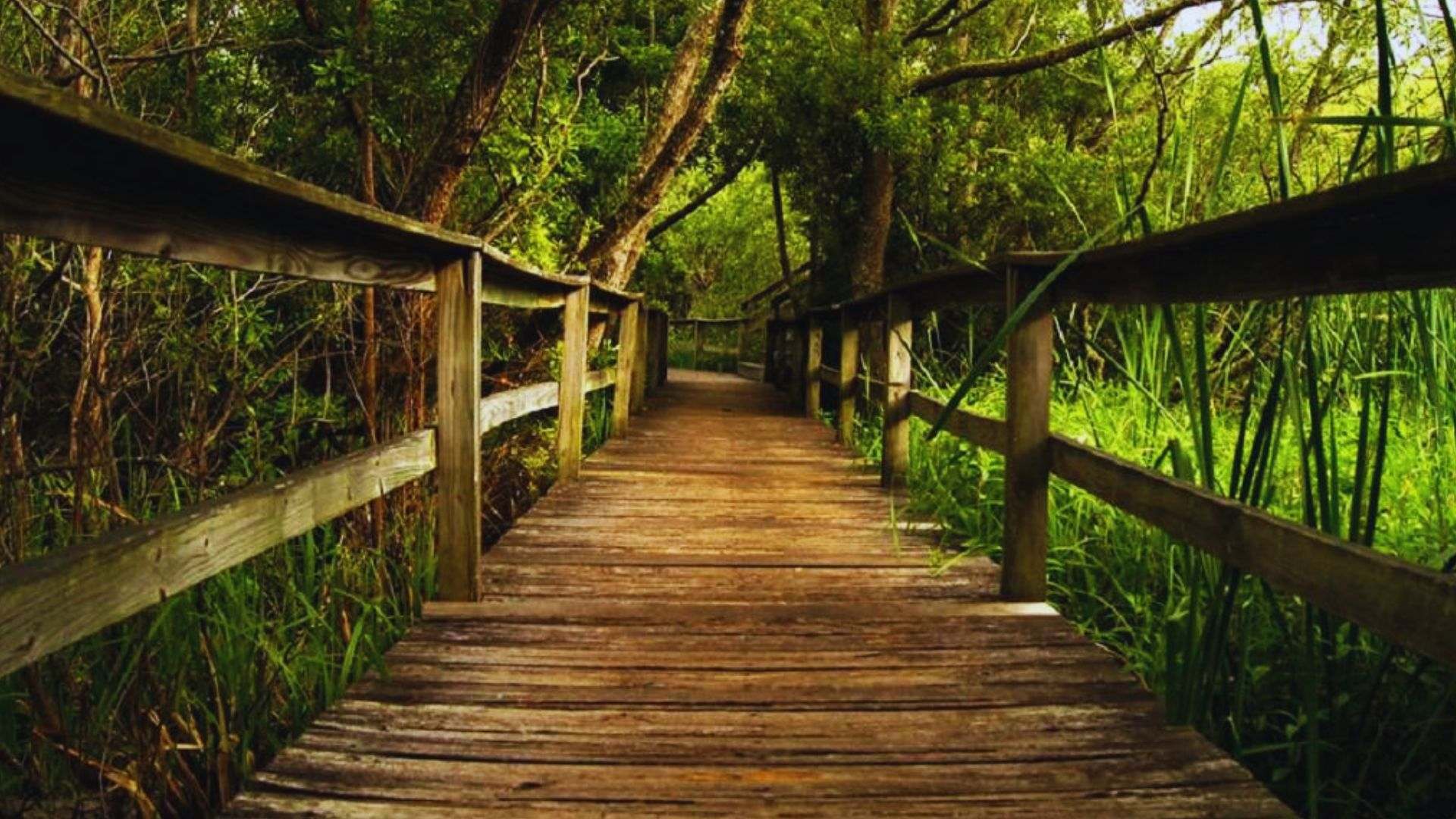 A wooden boardwalk through a green forest area at Sea Pines Forest Reserve.