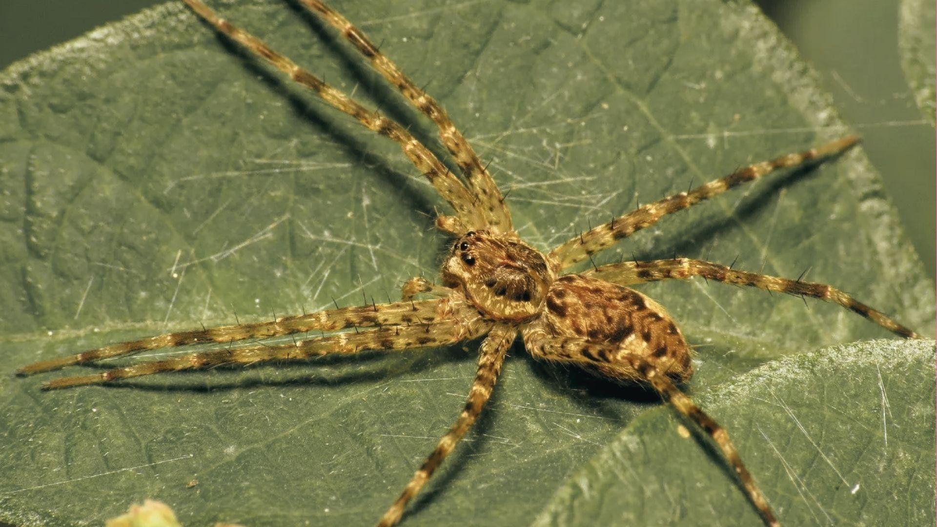 Mottled brown huntsman spider with banded legs and hairy body flattened against green leaf surface, eyes visible