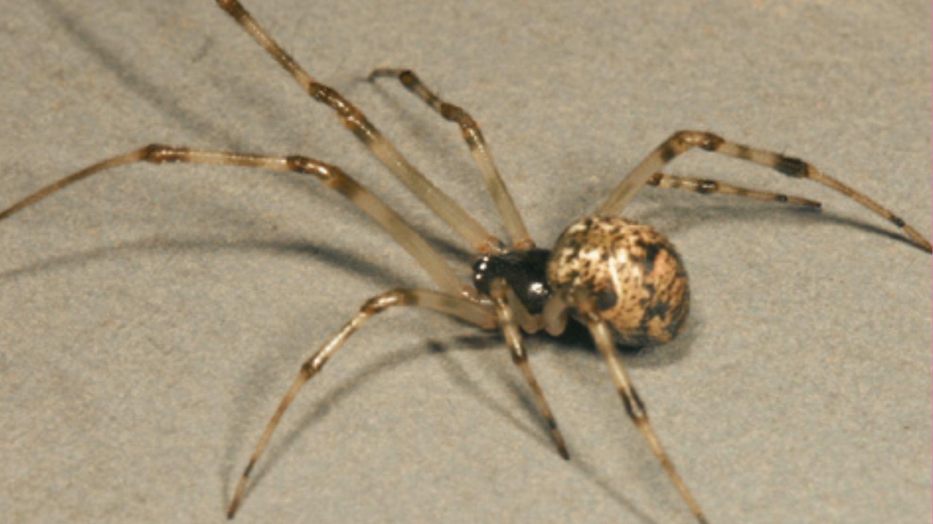 Common house spider with mottled tan abdomen and long translucent banded legs on plain surface, black cephalothorax visible
