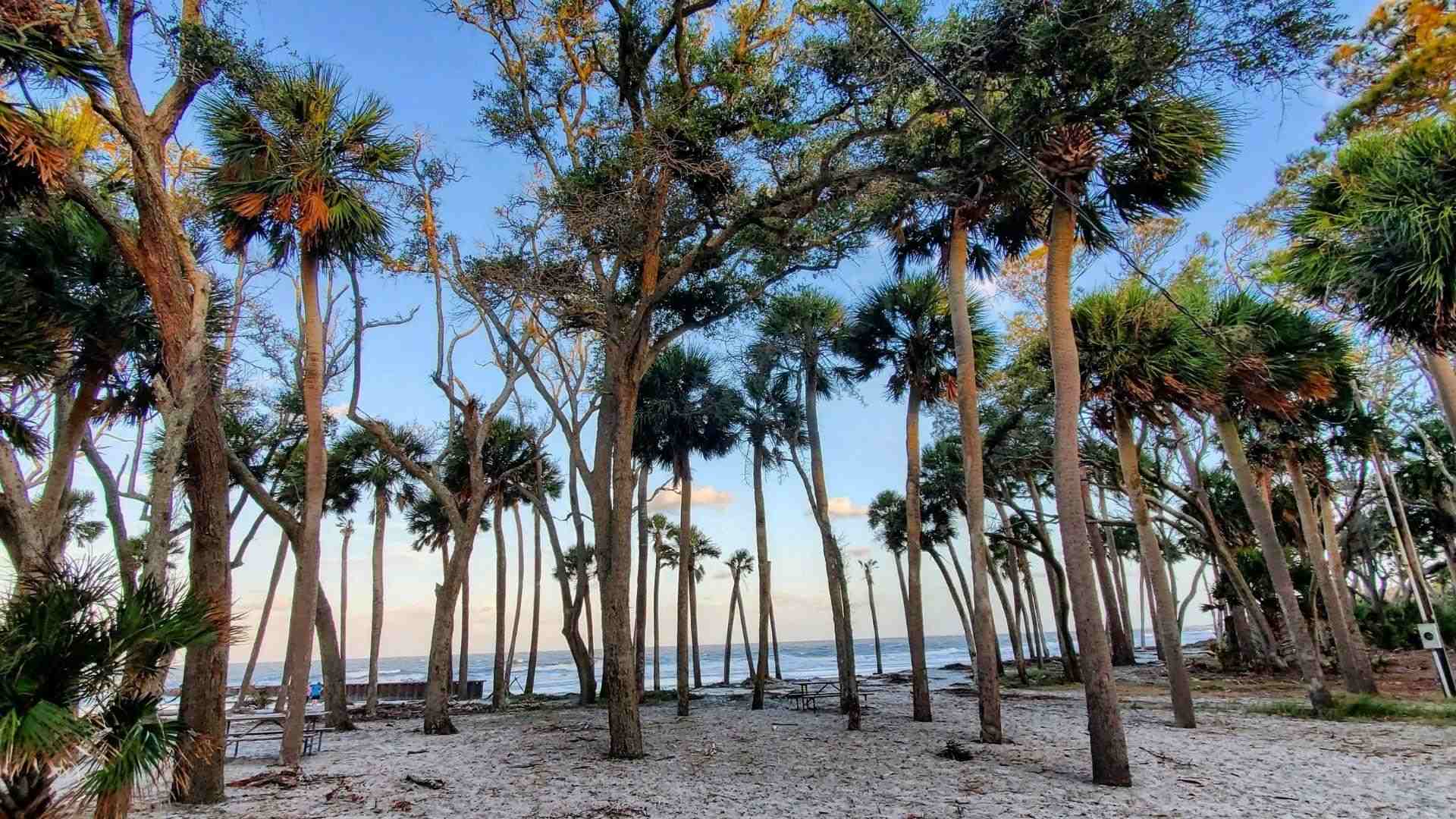 Image of Hunting Island State Park