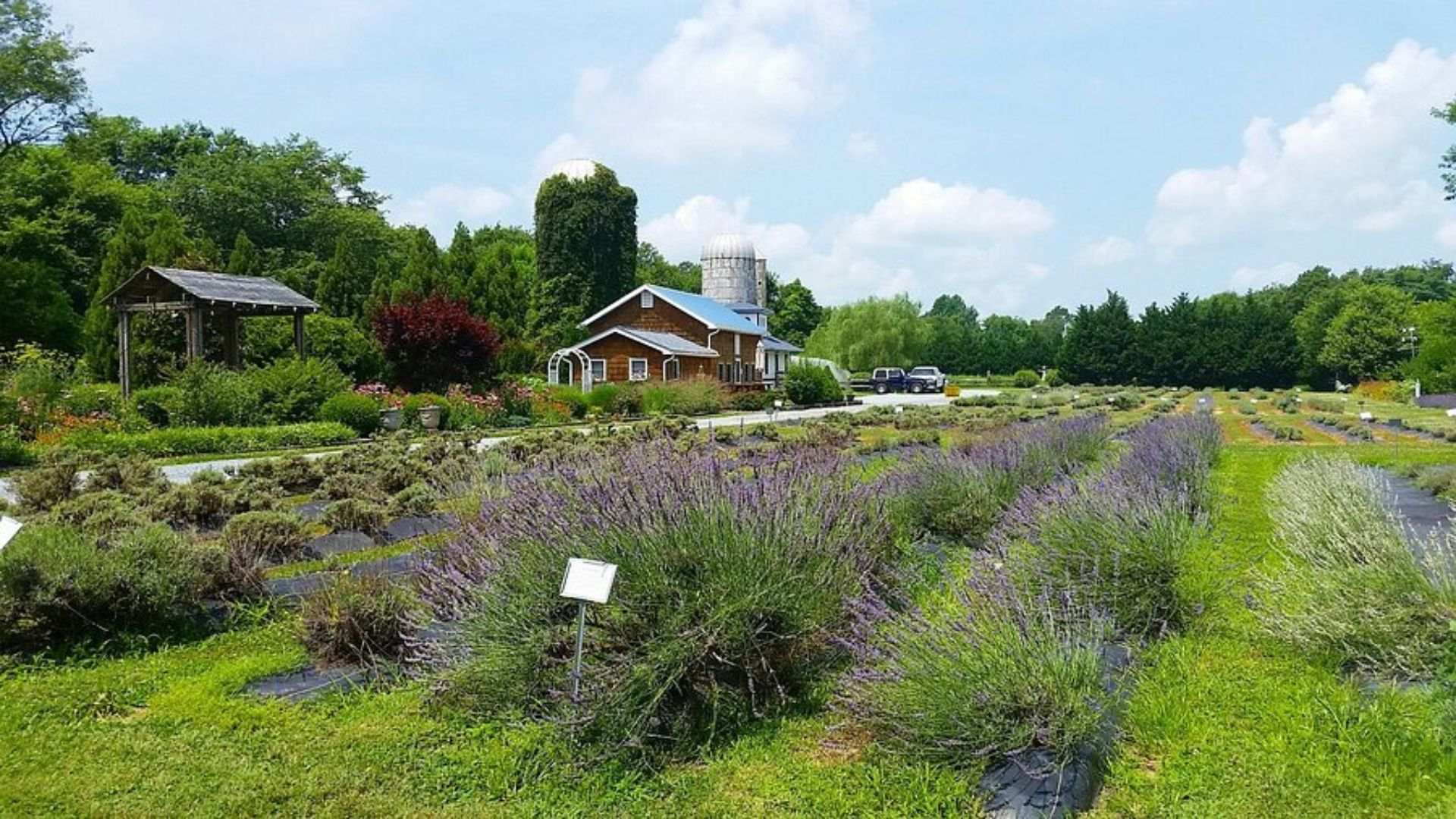 Explore lavender farms in Dahlonega.