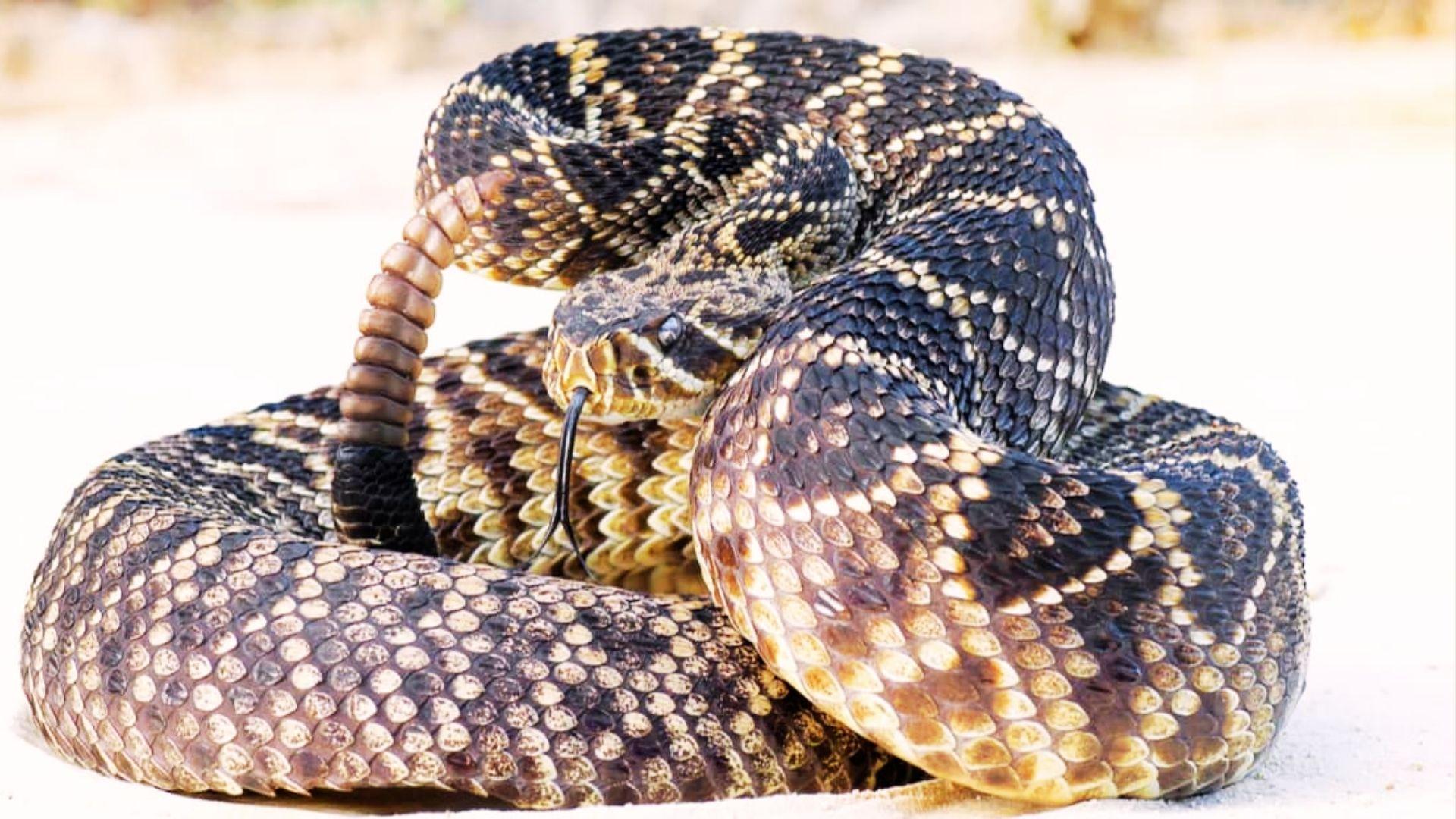Coiled eastern diamondback rattlesnake with dark brown and yellow pattern, rattle raised, tongue out.