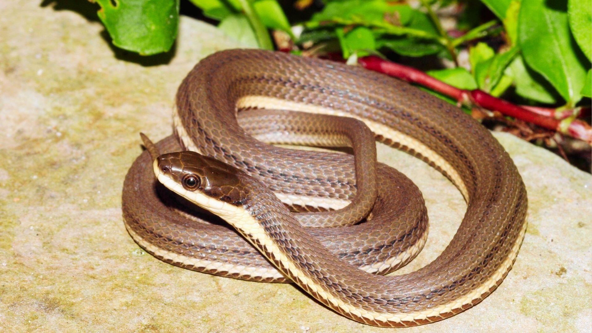 Brown snake with cream stripes and white belly coiled on light stone near green leaves.