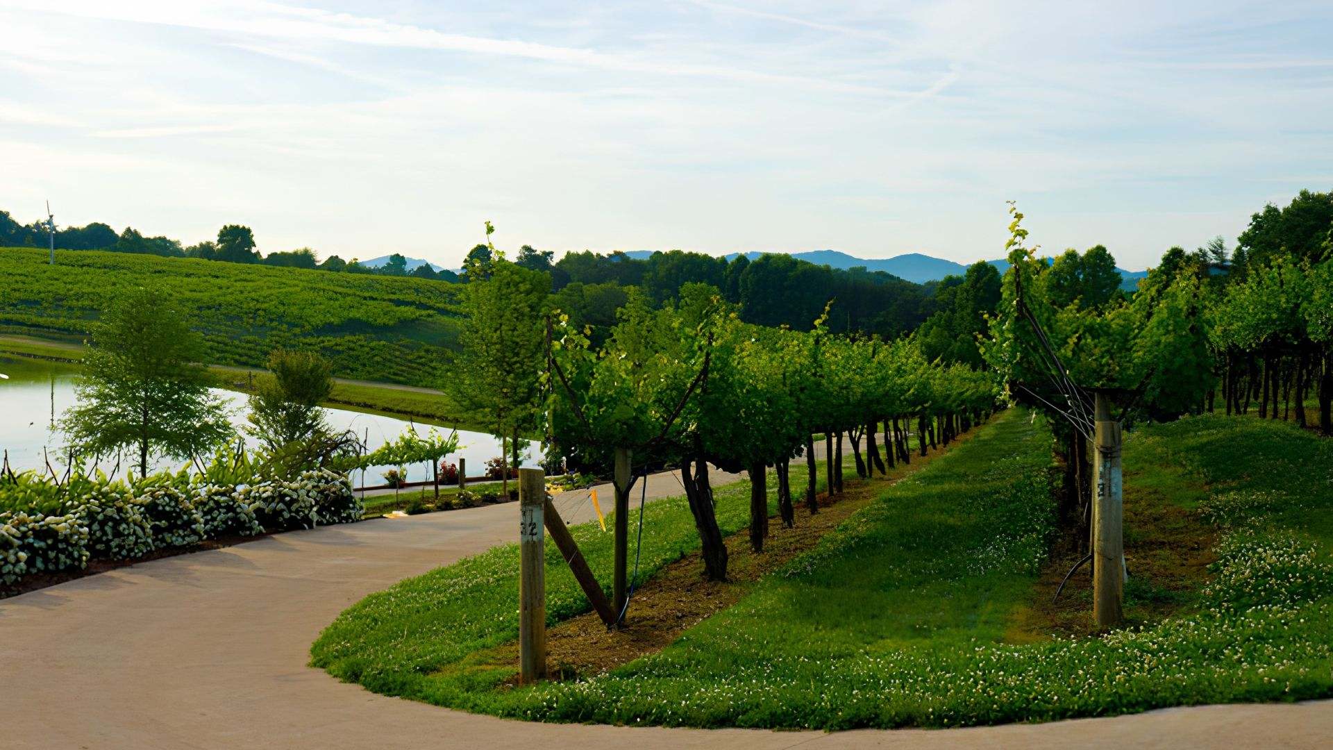 A paved road alongside a path, leading to Frogtown Winery, surrounded by lush greenery and scenic views.