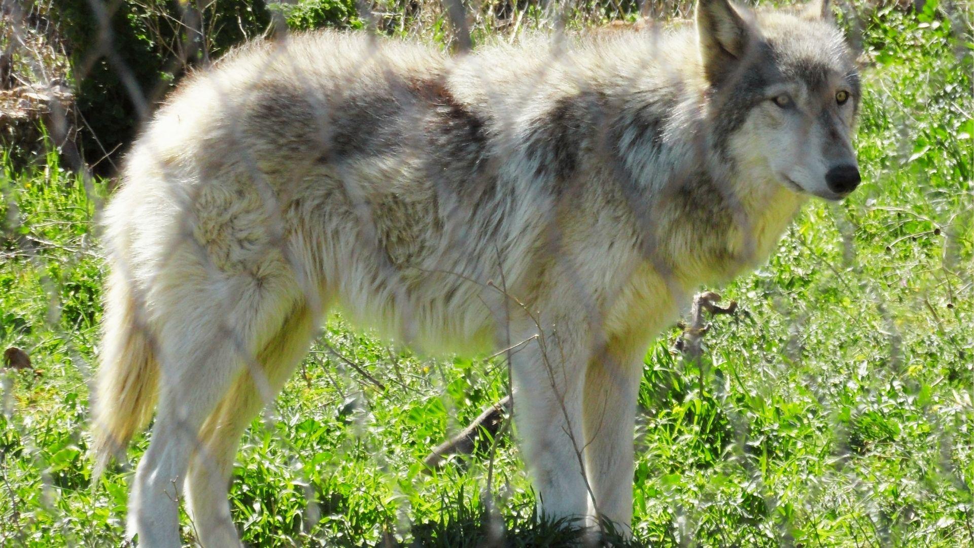 Light gray and white wolf standing in tall green grass behind chain-link fence.