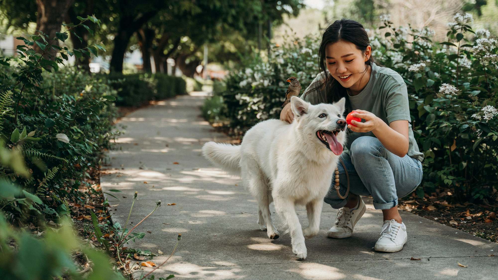 A person playing with white dog on a garden path while holding a red ball.