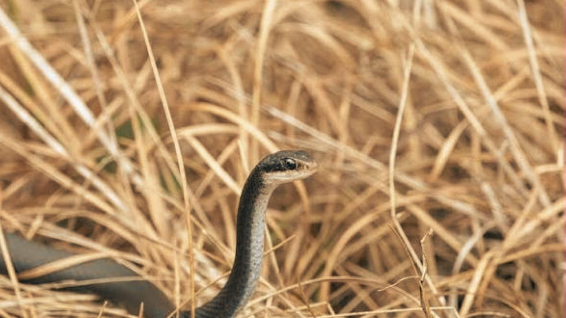 Slender brown snake with dark head and pale belly periscoping above dry golden grass, alert eyes, blurred background