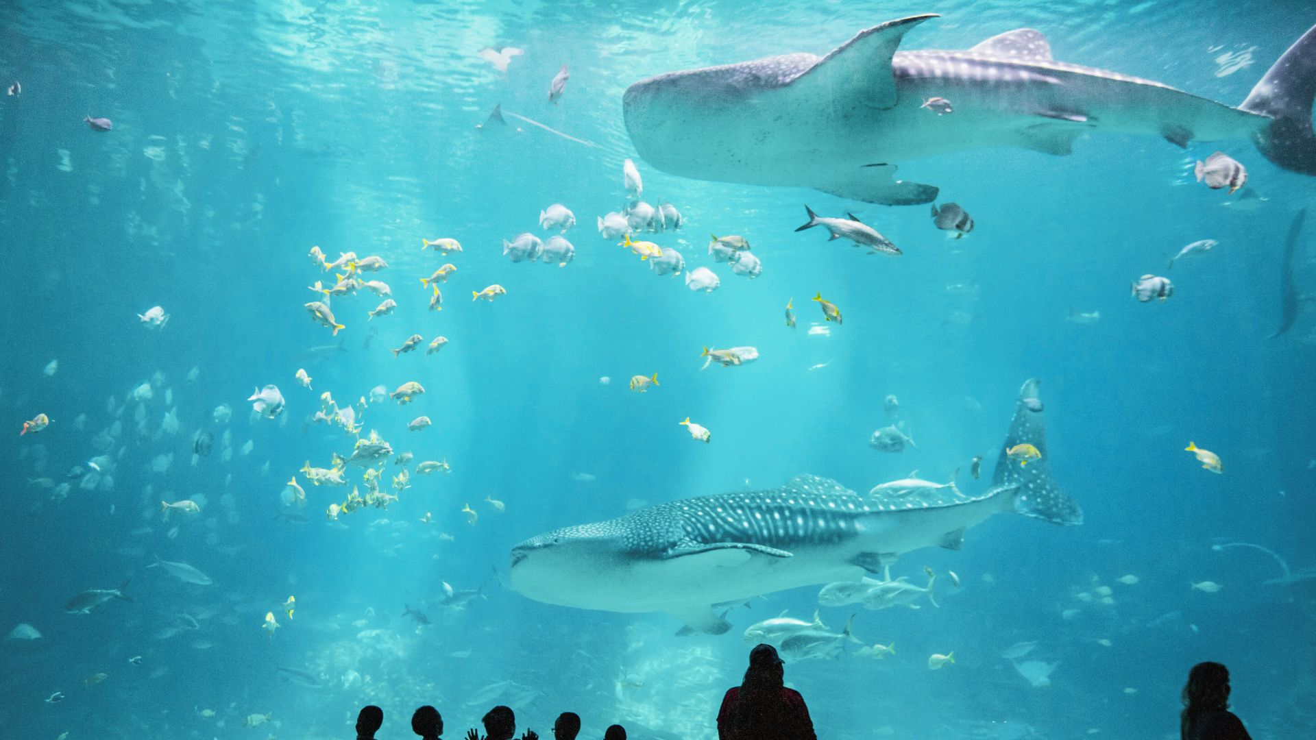 Whales, sharks and tropical fishes swim above visitors inside Georgia Aquarium.