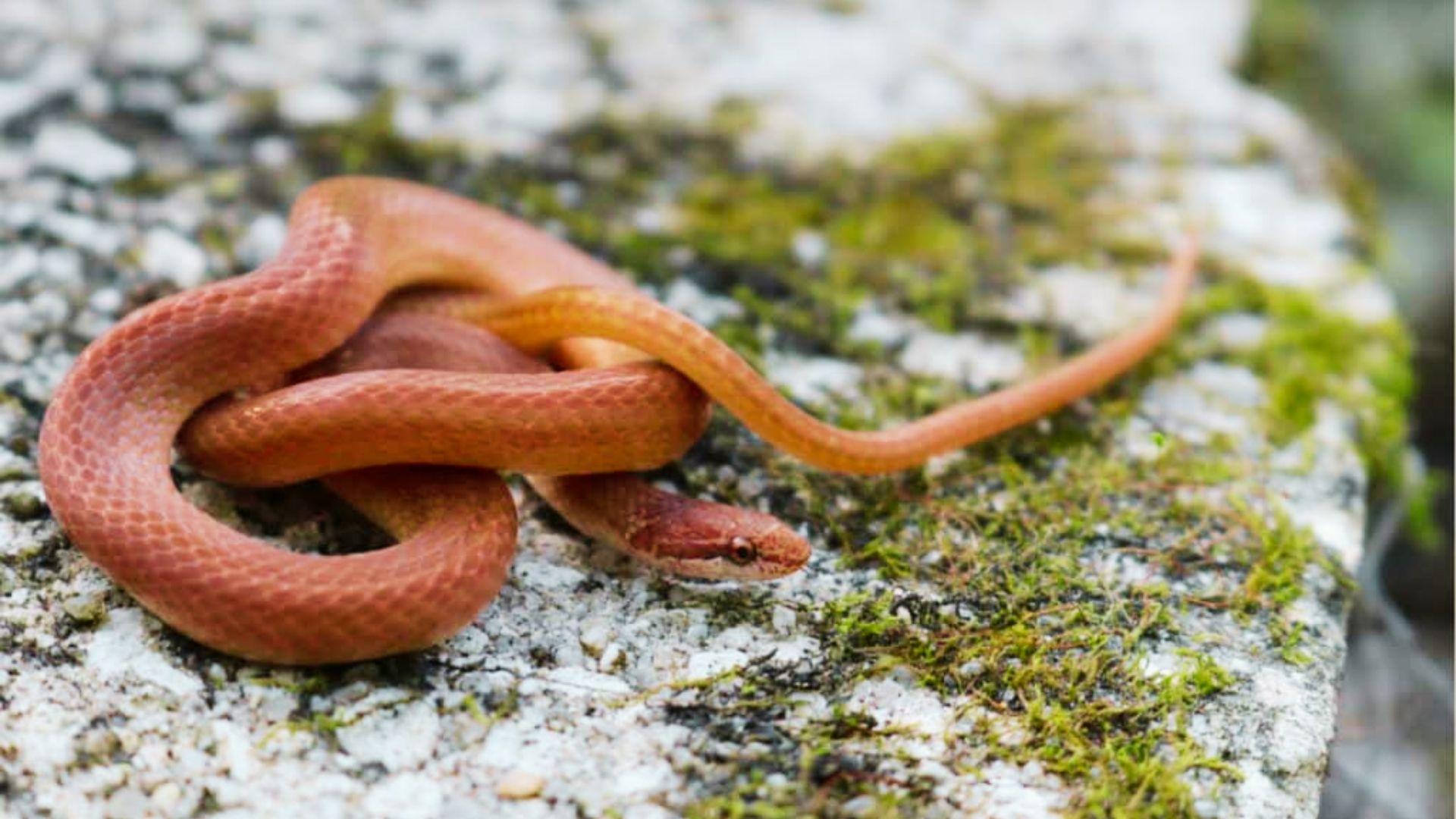 Small reddish-orange snake coiled on mossy gray stone, head resting low looking forward.