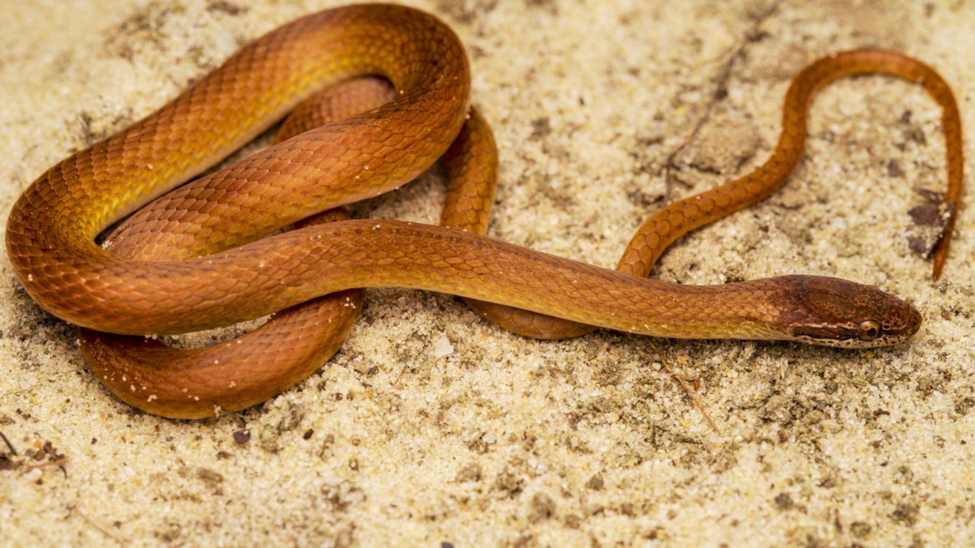Slender reddish-brown snake with yellow belly coiled on sandy ground, head facing right.