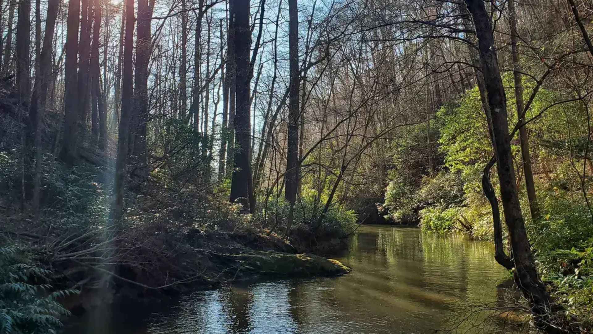 A serene river flows through a lush wooded area, showcasing the natural beauty of Lake Zwerner Trail in Dahlonega.