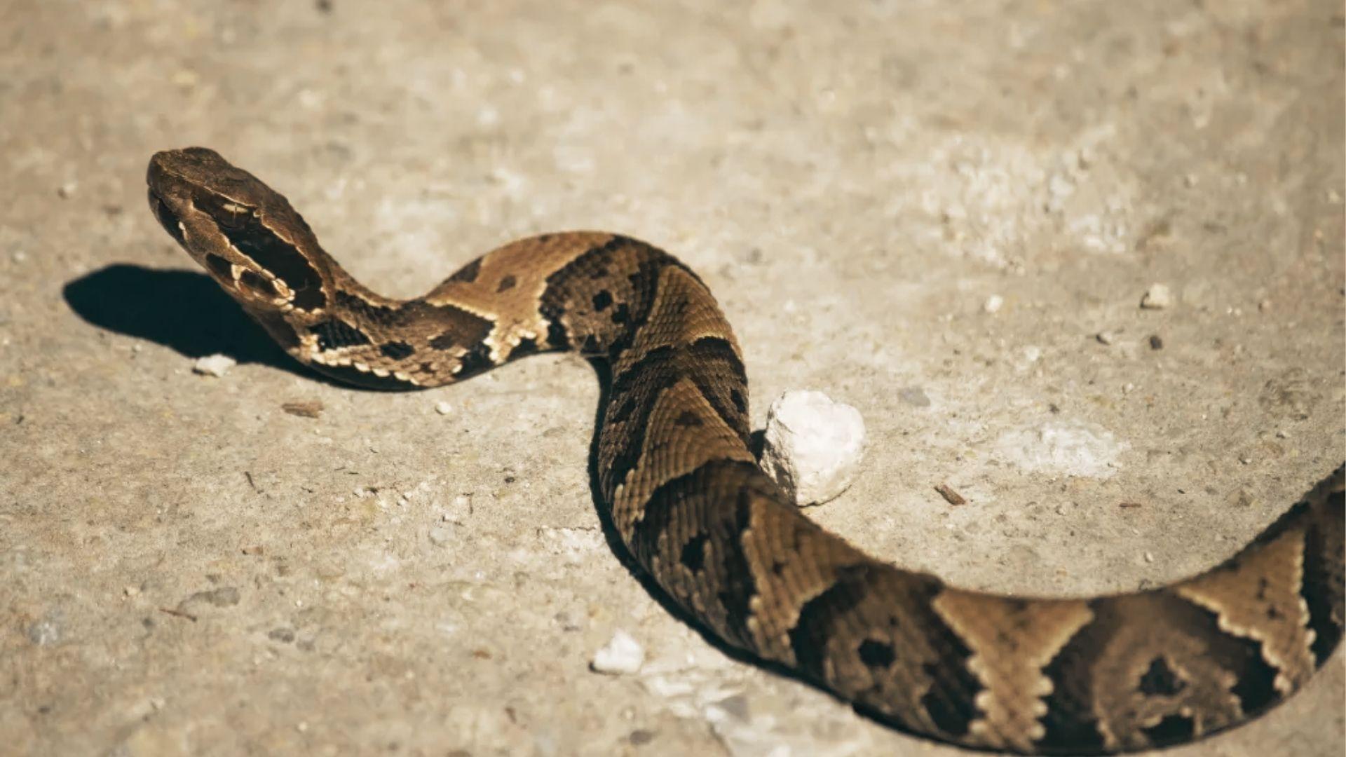 Brown and black patterned pit viper with raised head slithering on light concrete surface.