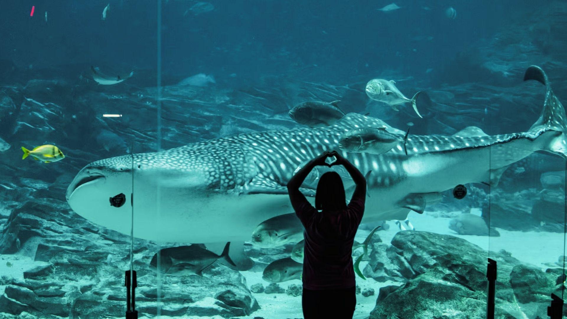 A person stands in an aquarium, gazing at a large whale shark swimming gracefully nearby.