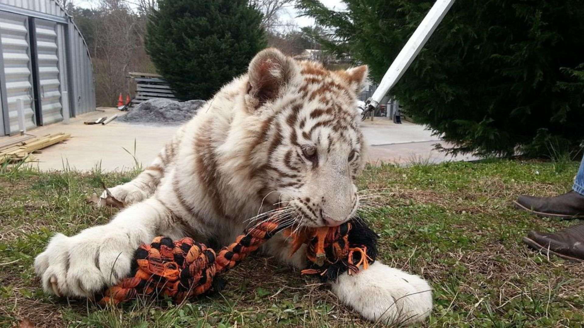 White tiger engages playfully with a colorful toy in its habitat at Chestatee Wildlife Preserve.