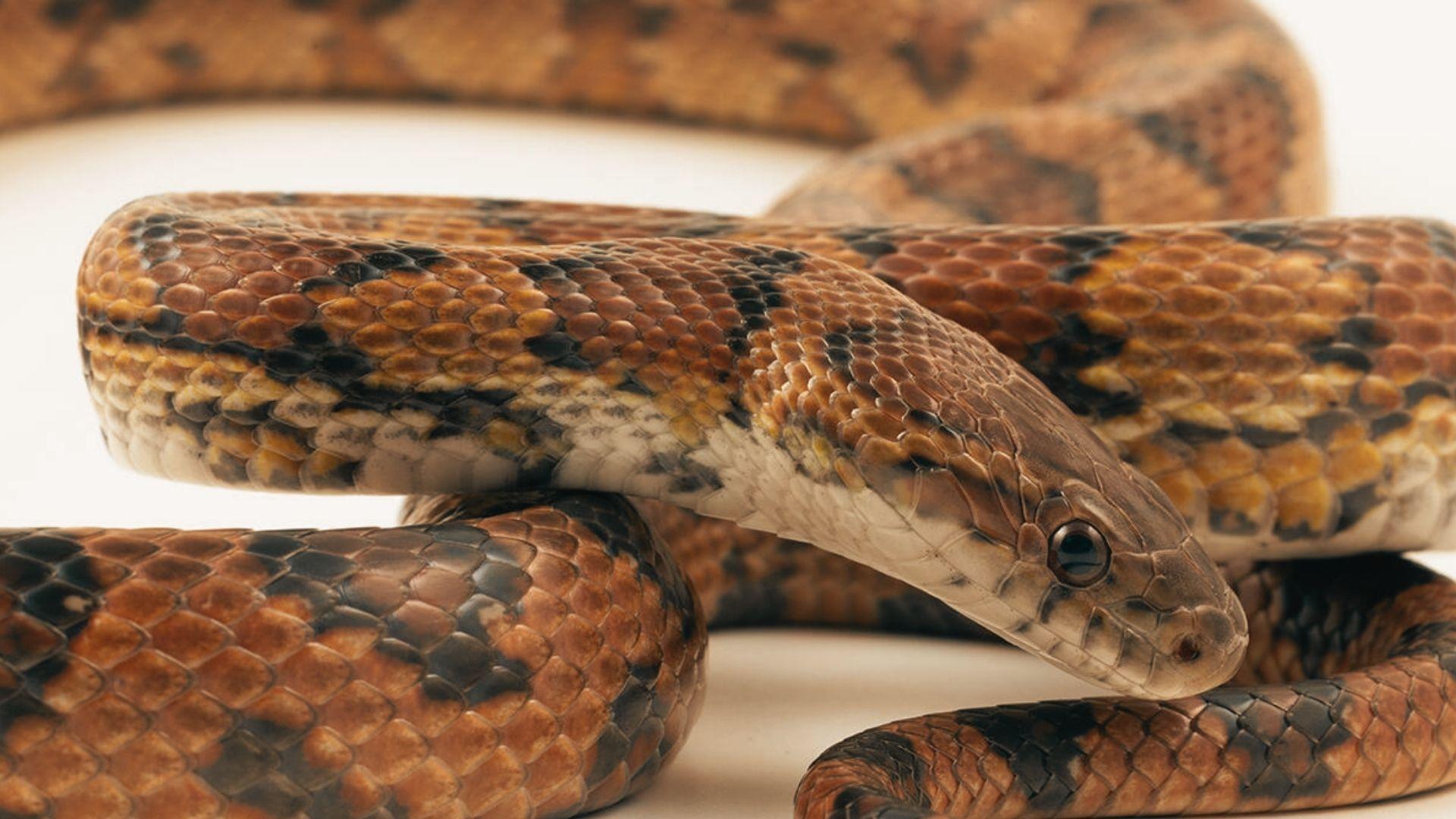 Close-up of corn snake with orange, brown, and black patterned scales coiled on white background, detailed head scales