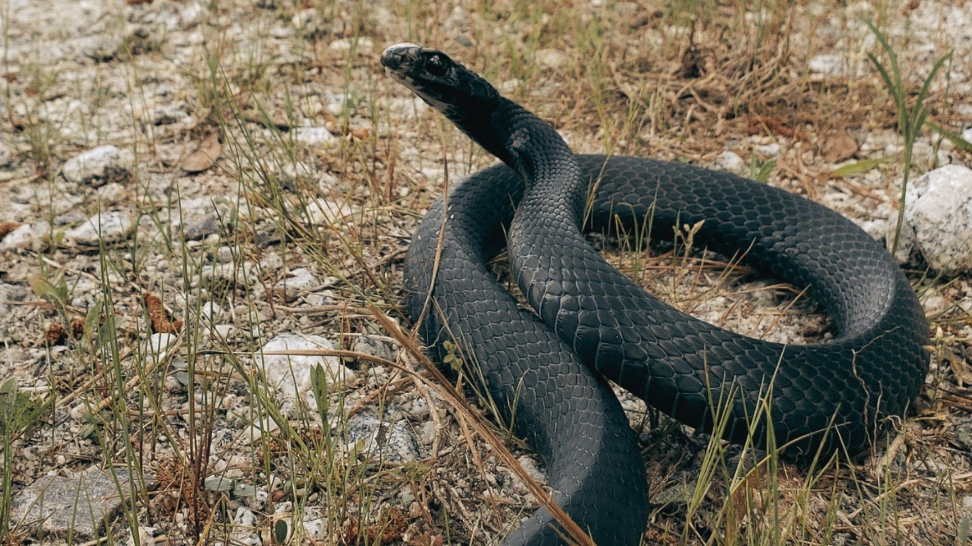 Glossy black racer snake with smooth scales and white chin coiled on rocky ground with dry grass, head raised