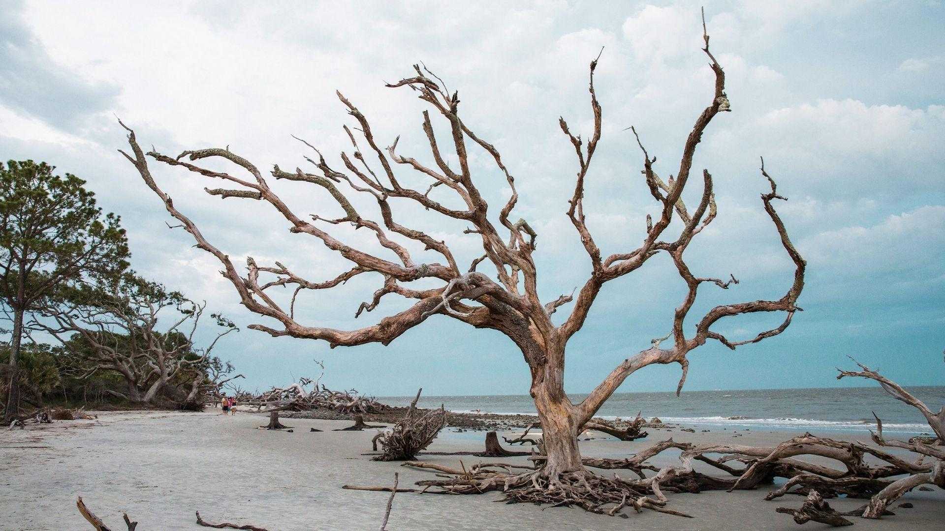 Image of Driftwood Beach
