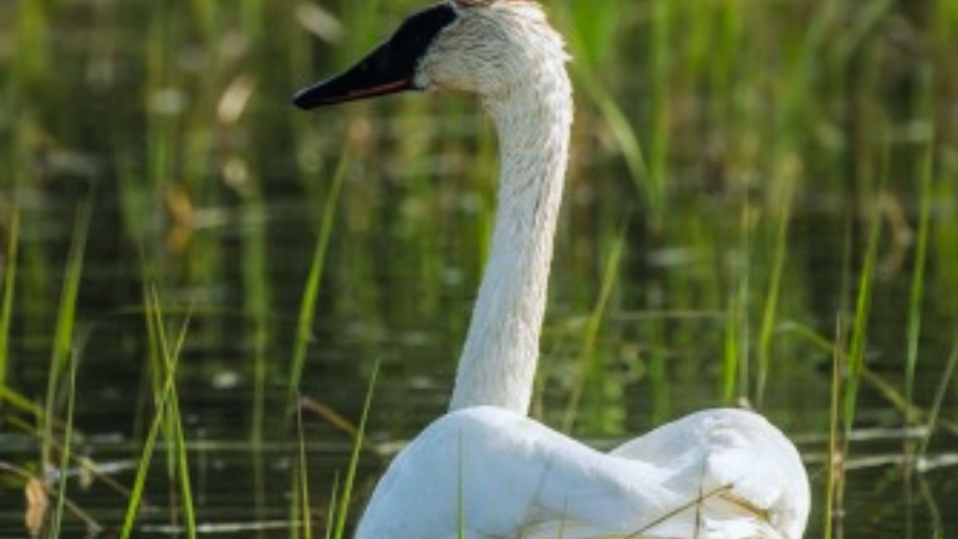 White swan glides through Ohio River marshes surrounded by reeds.
