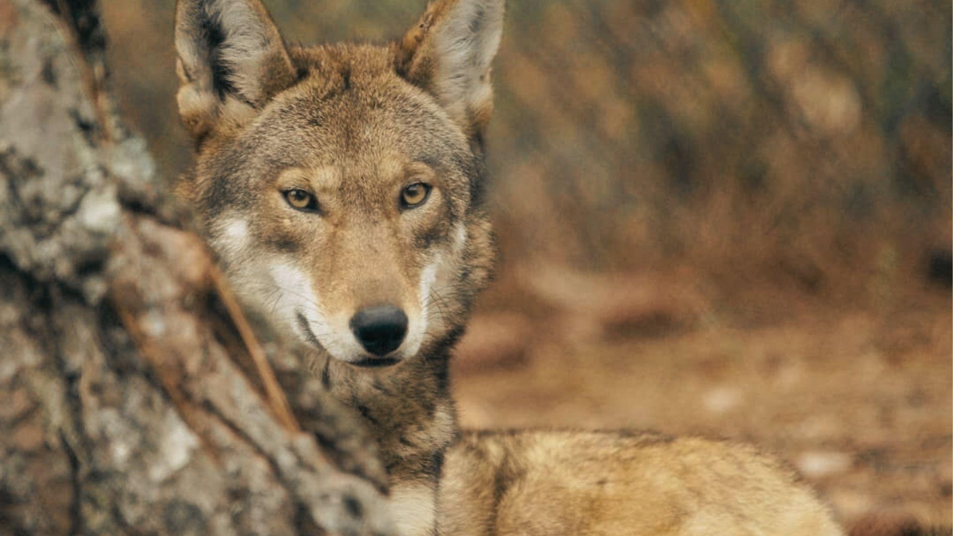 Reddish-brown wolf peeking from behind a tree trunk staring directly at camera.