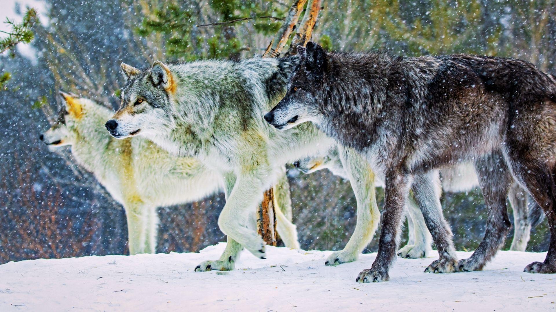 Pack of three wolves walking together across a snowy landscape in falling snow.