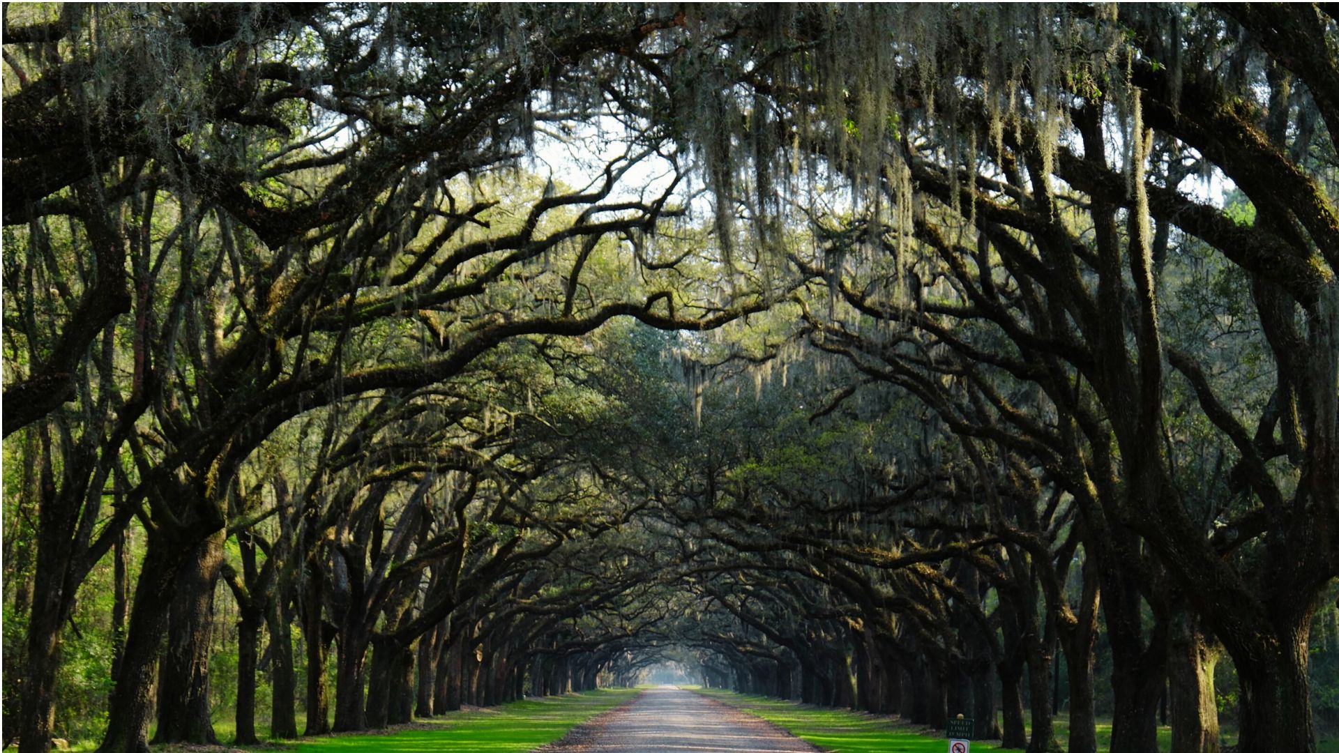 Scenic oak-lined road in Georgia representing long-term relationship journey