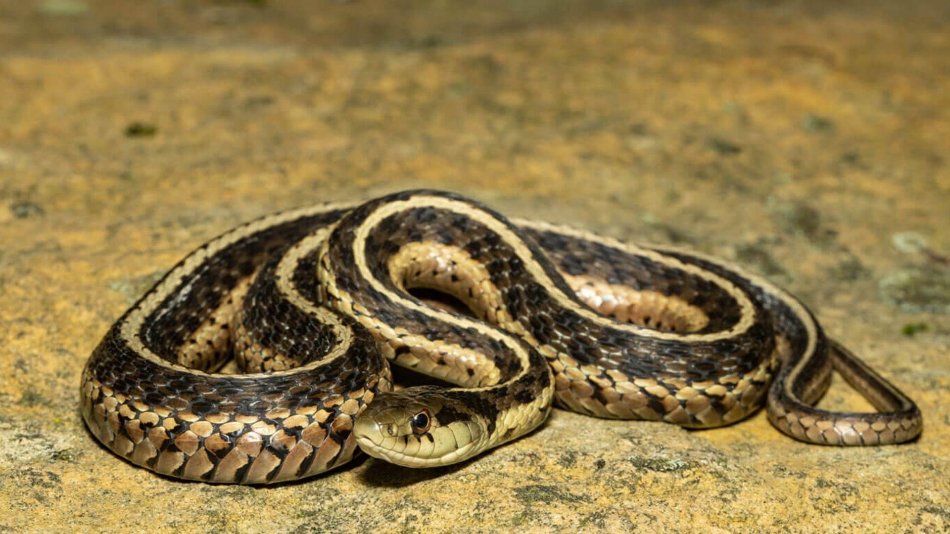 Common garter snake with tan stripes coiled on mossy yellow rock surface