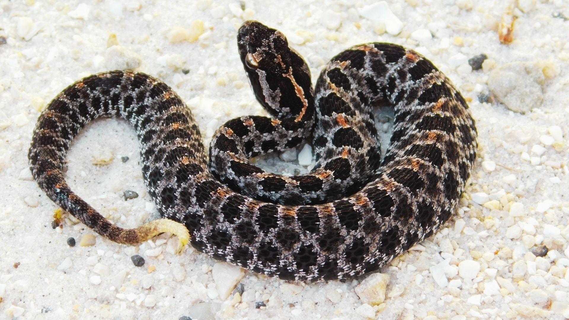 Juvenile dusky pygmy rattlesnake coiled on white sandy gravel with dark blotched pattern