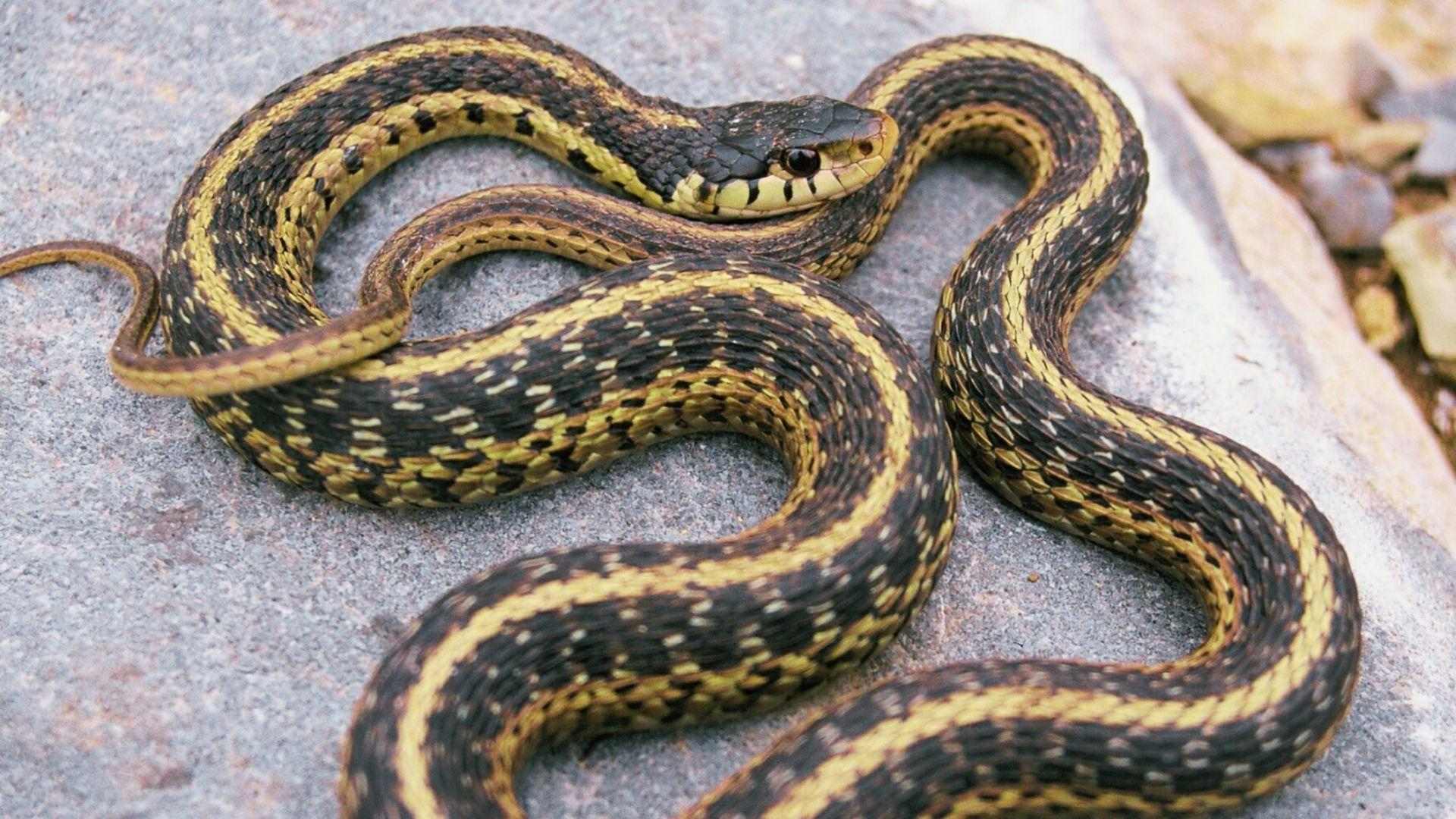 Common garter snake with yellow stripes coiled on gray rock