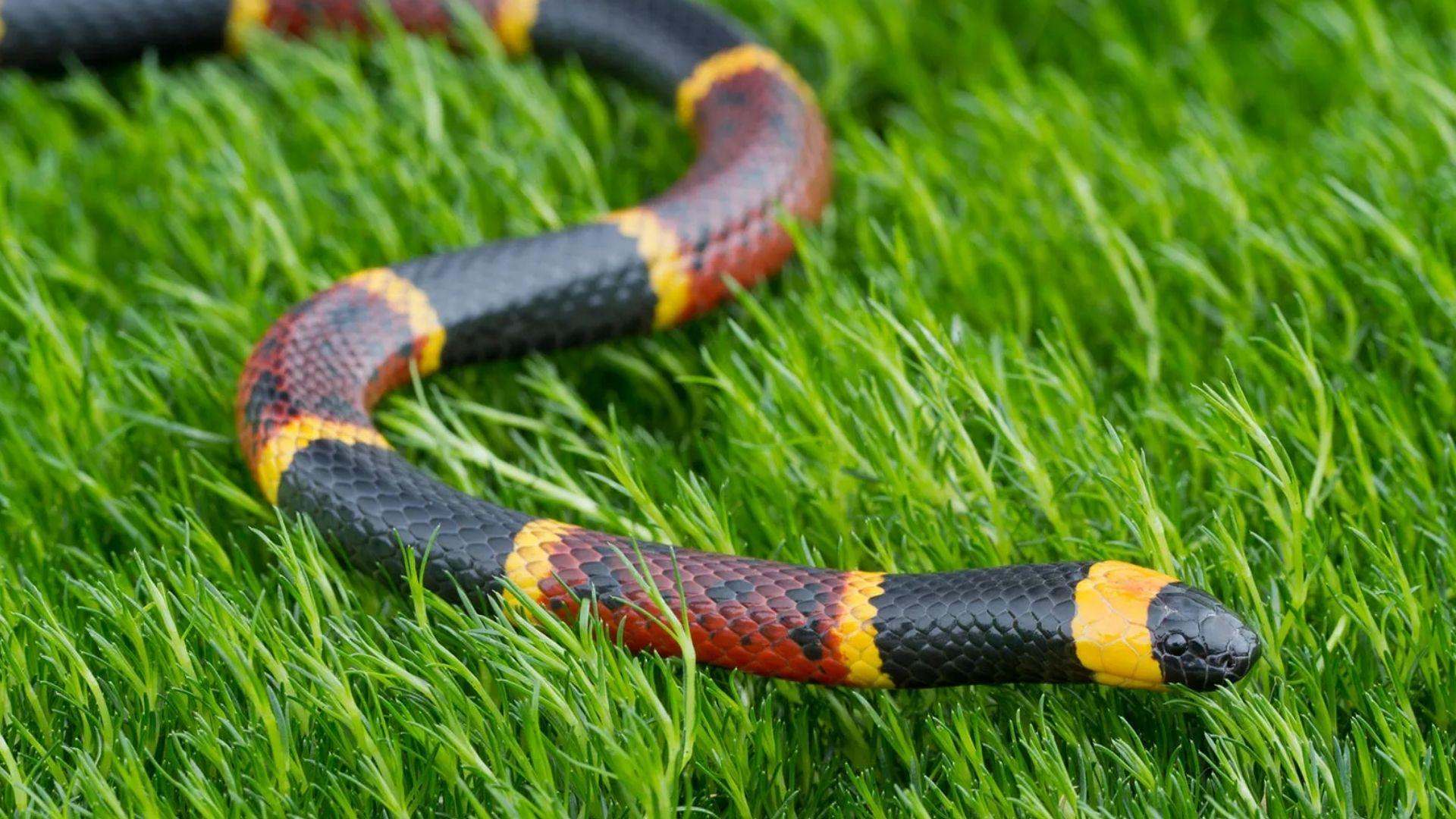 Eastern coral snake with red yellow black bands slithering through green grass