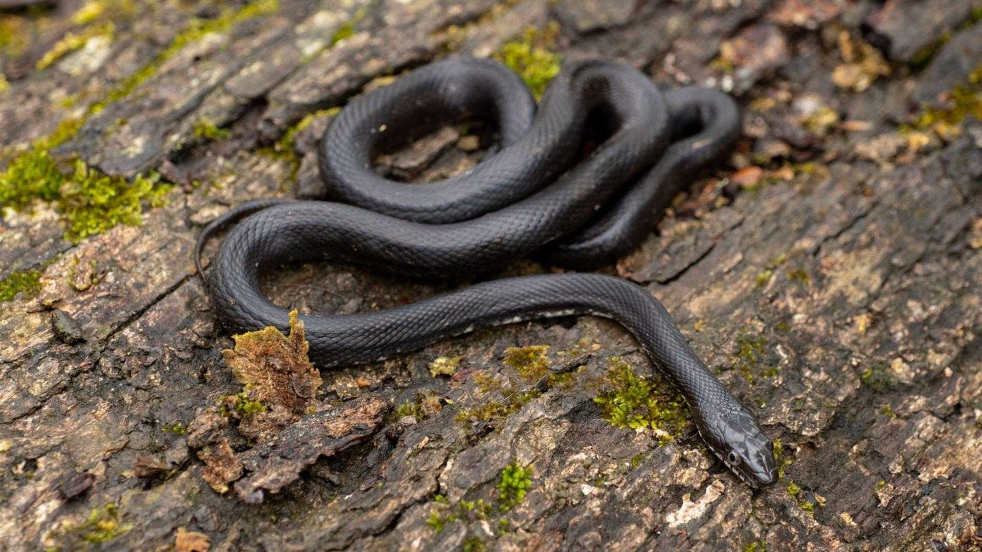 Glossy black rat snake coiled on moss-covered tree bark in forest
