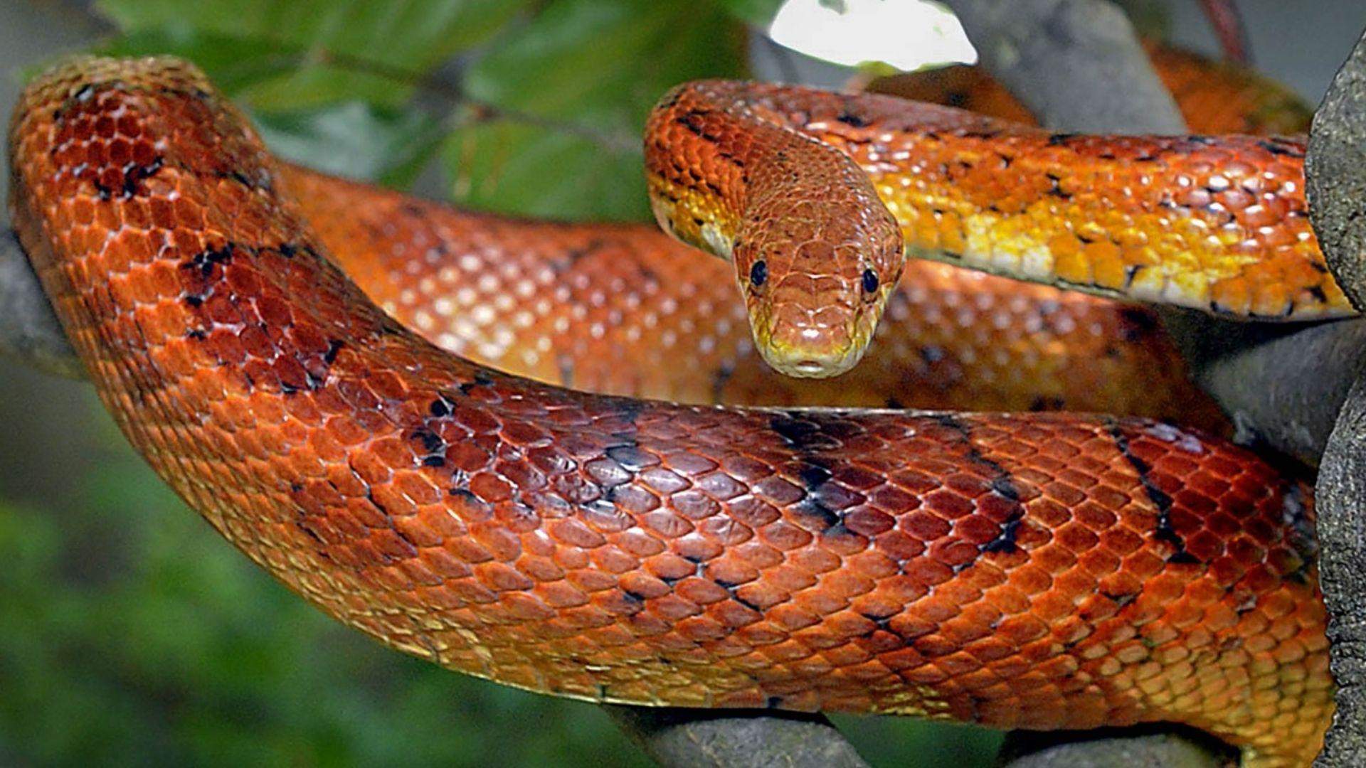 Corn snake with orange-red blotches coiled on tree branch facing camera in green forest