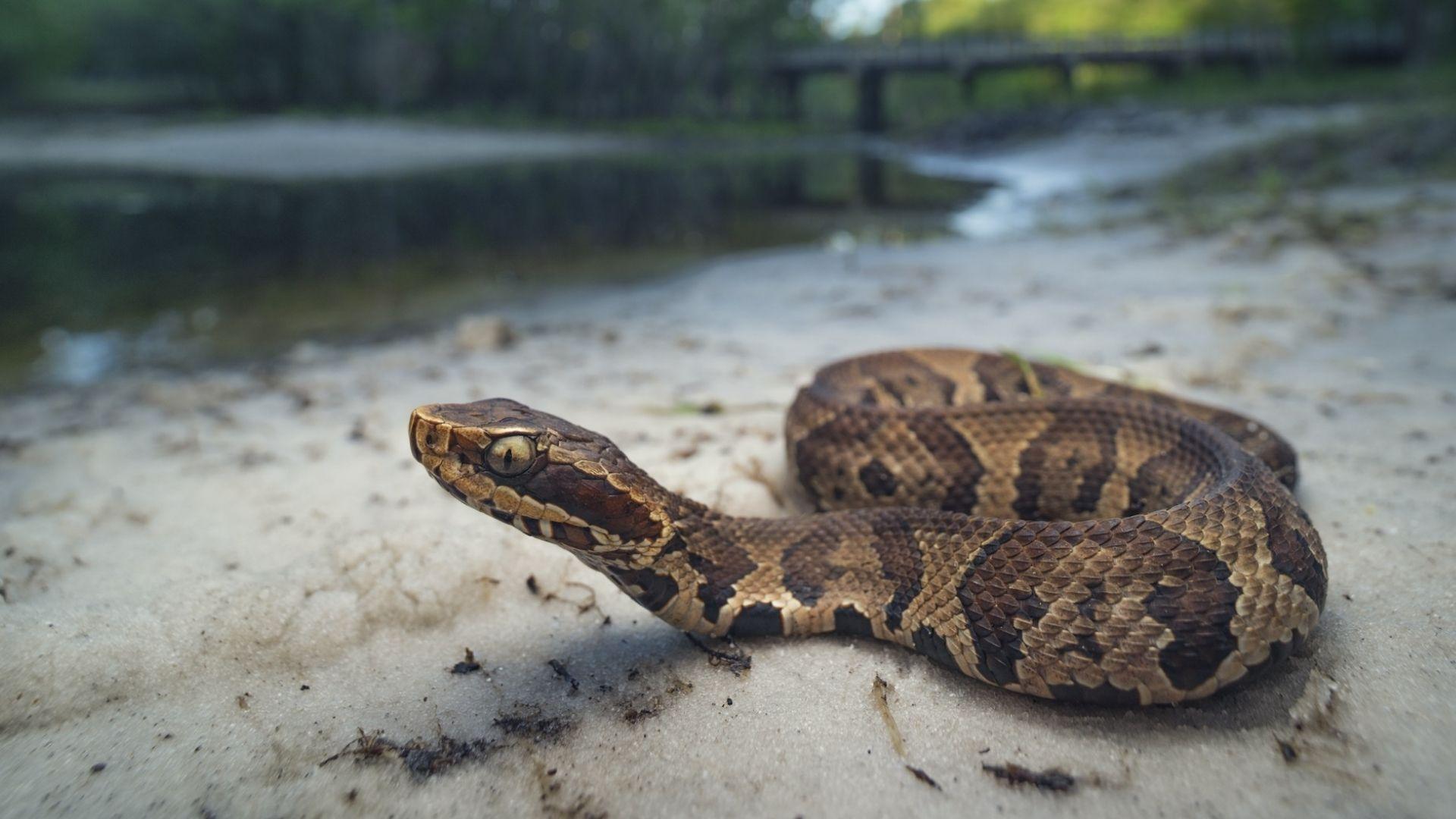 Cottonmouth water moccasin coiled on sandy riverbank near swamp water with bridge background