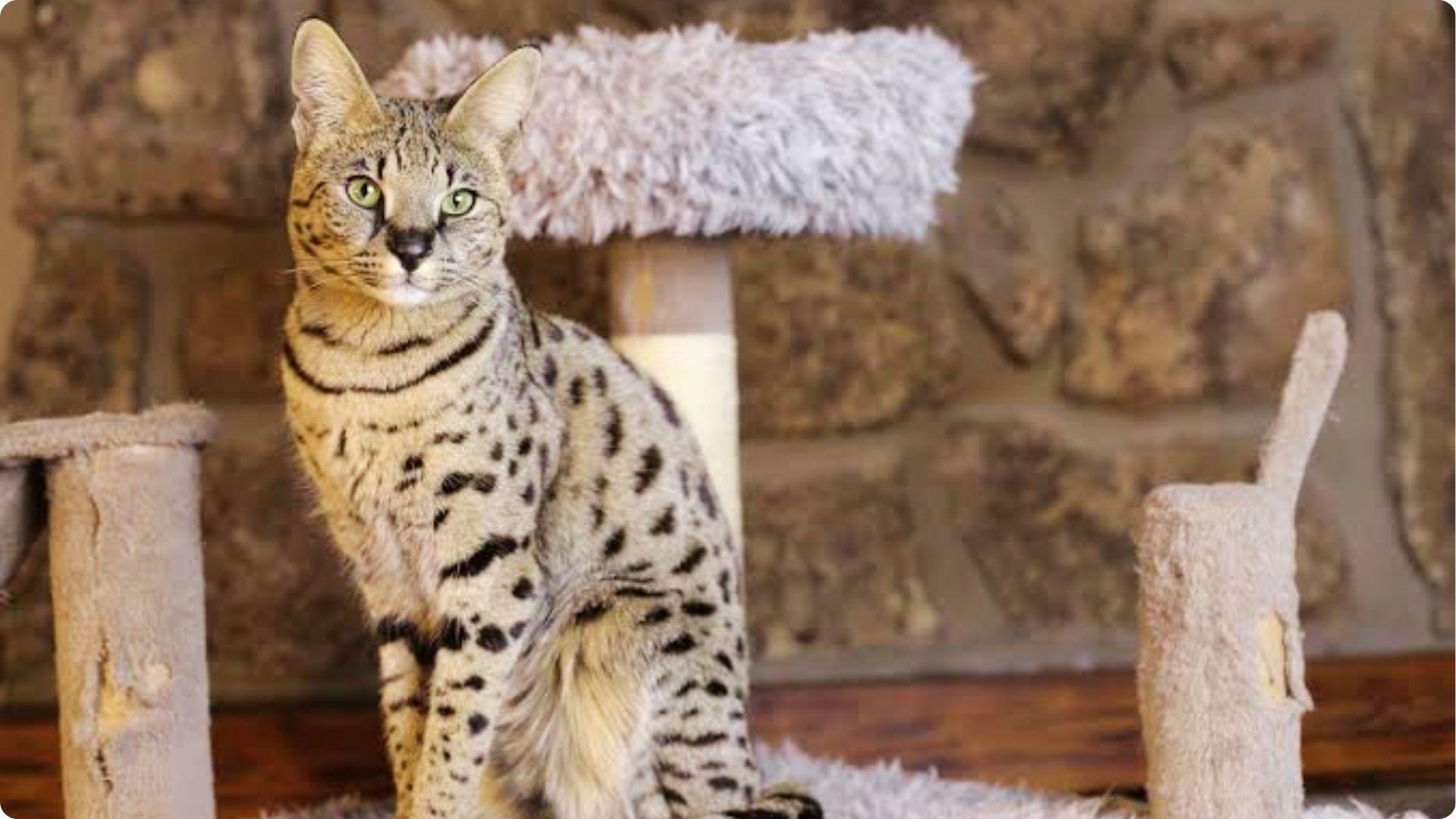 Large spotted Savannah cat with green eyes sitting on cat tree, highlighting tall frame and wildcat size