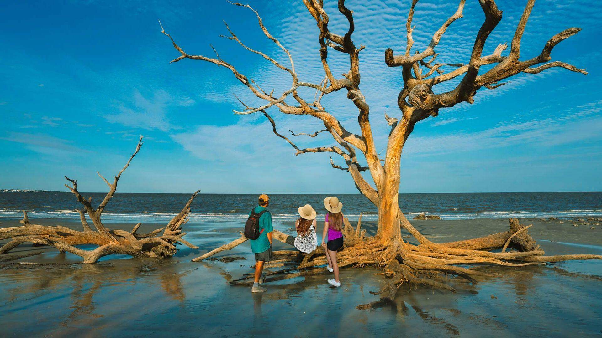 Three people standing beside large weathered driftwood tree on wet sandy beach under blue sky
