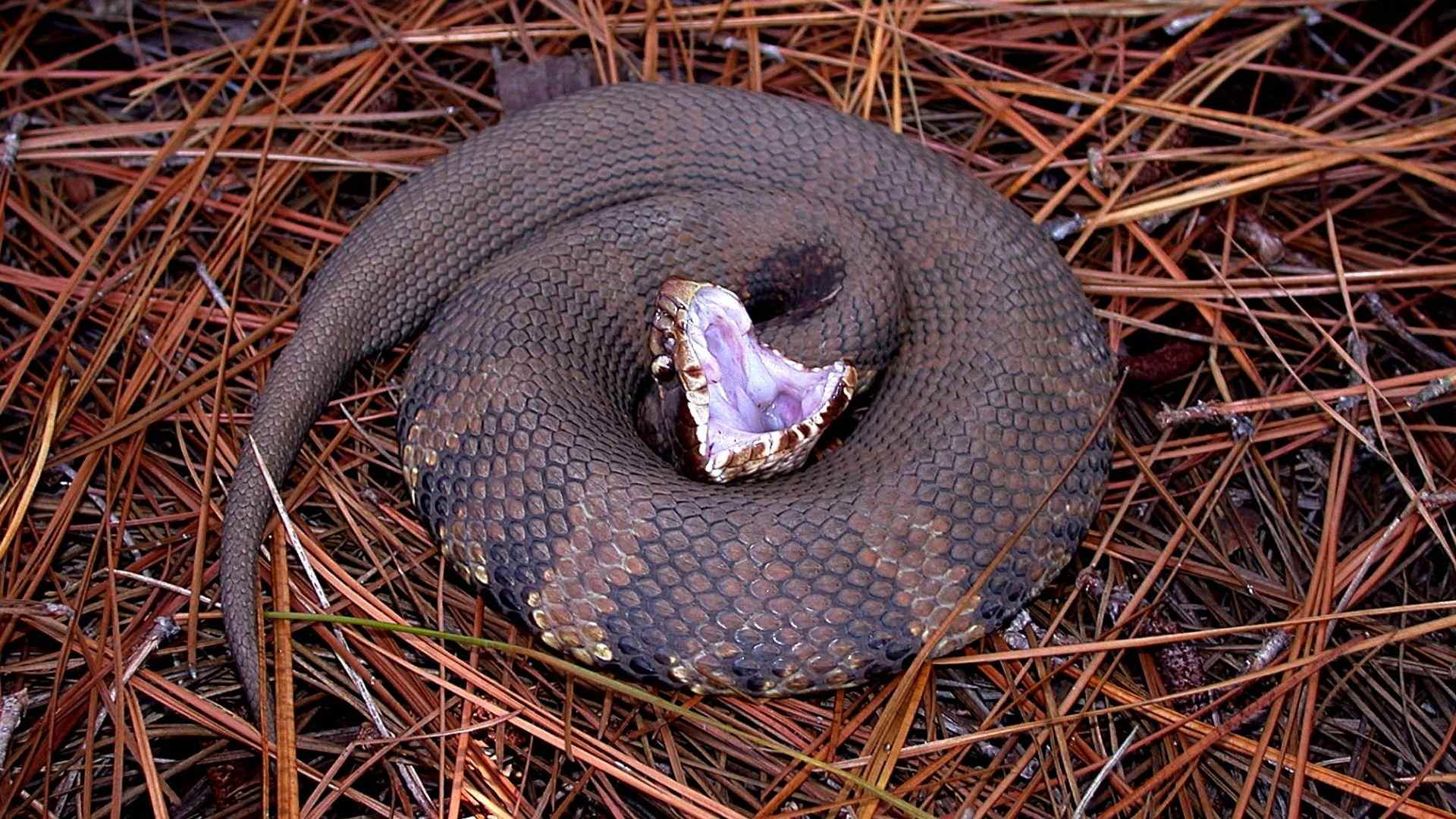 Cottonmouth water moccasin coiled on pine needles with open mouth showing white interior