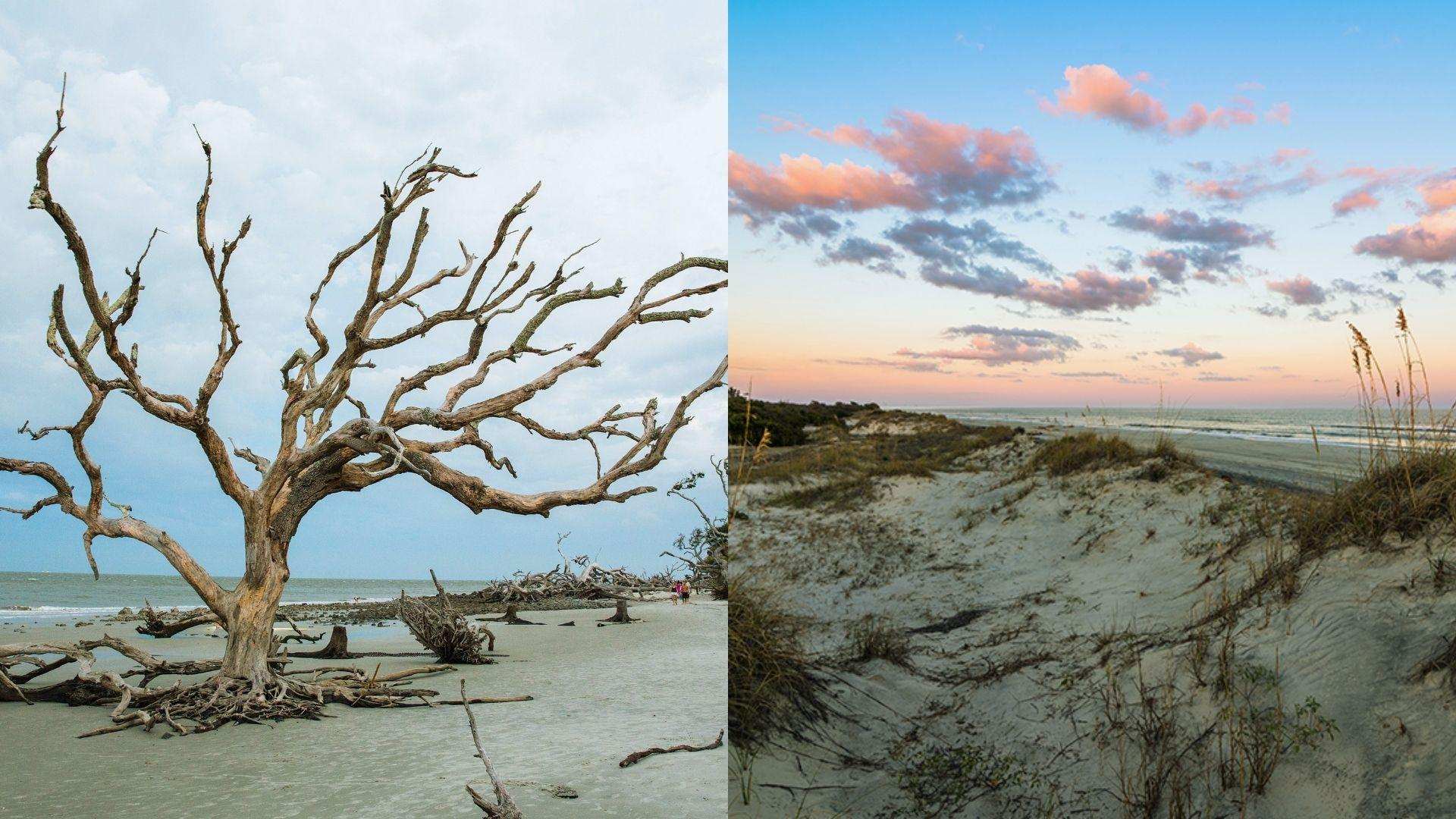 Split view left gnarled driftwood tree on sandy beach, right sand dunes at sunset with pink clouds