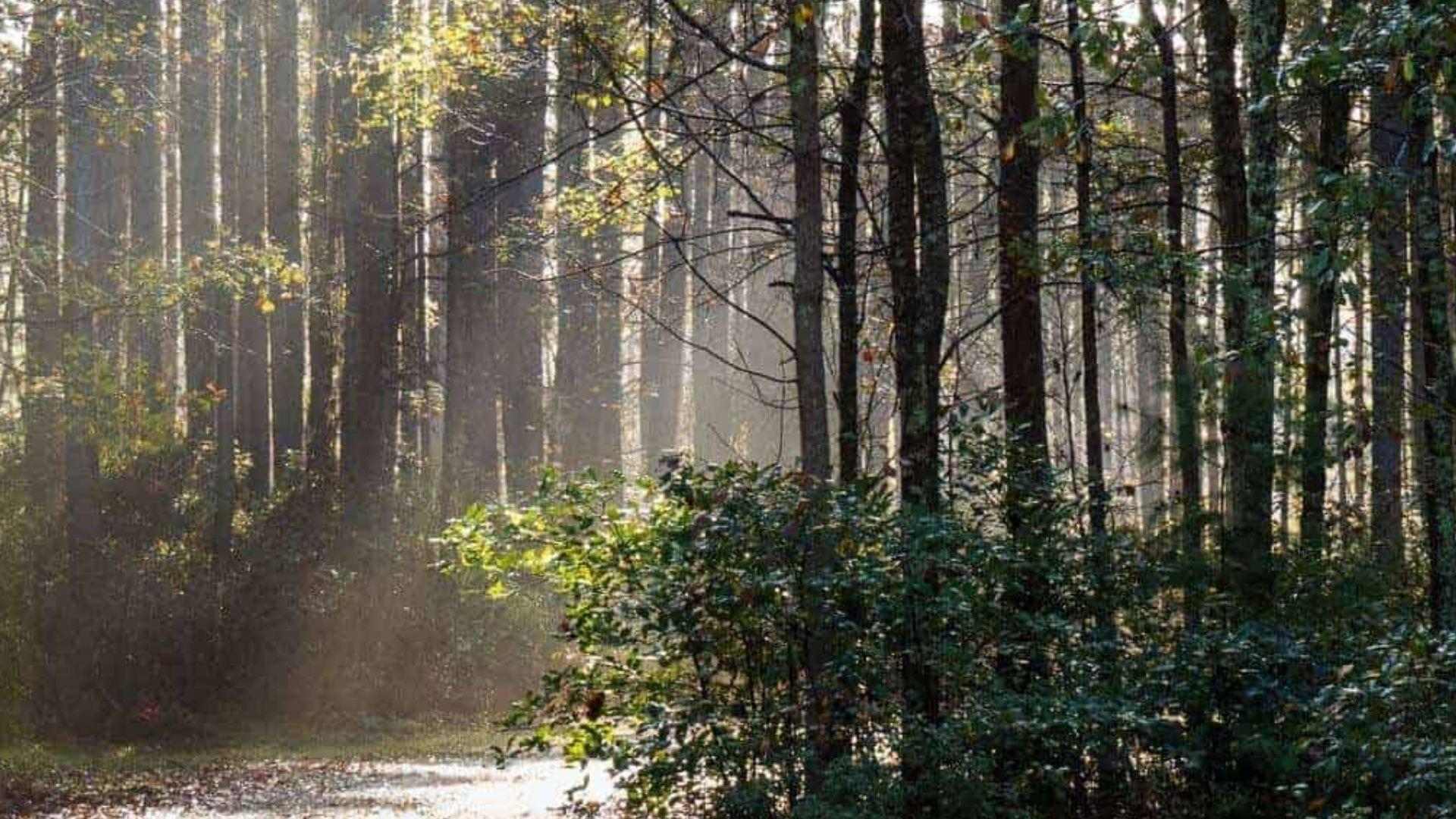 Sunlight beams through tall trees onto leaf-covered path beside dense green shrubs in misty forest