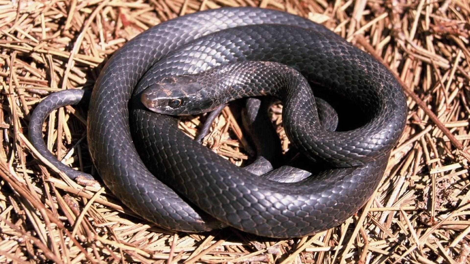 Shiny black racer snake coiled on dry pine needles in sunlight