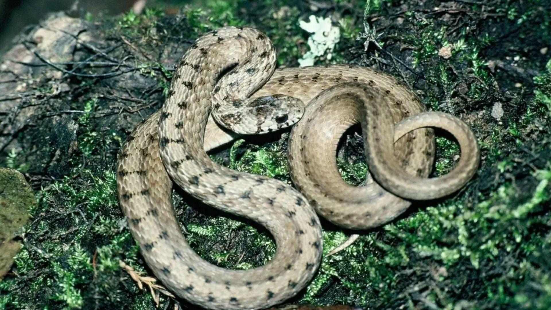 DeKay's brown snake coiled on moss-covered log with light tan scales and dark spots