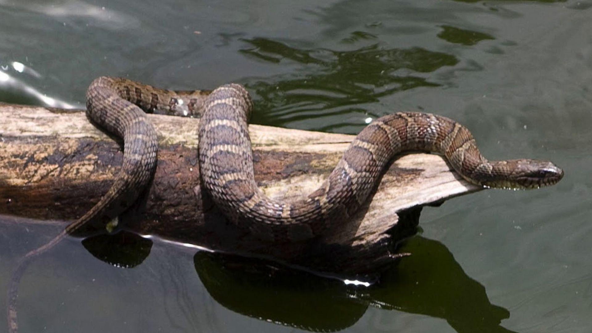 Northern watersnake with brown bands basking on driftwood log over green water