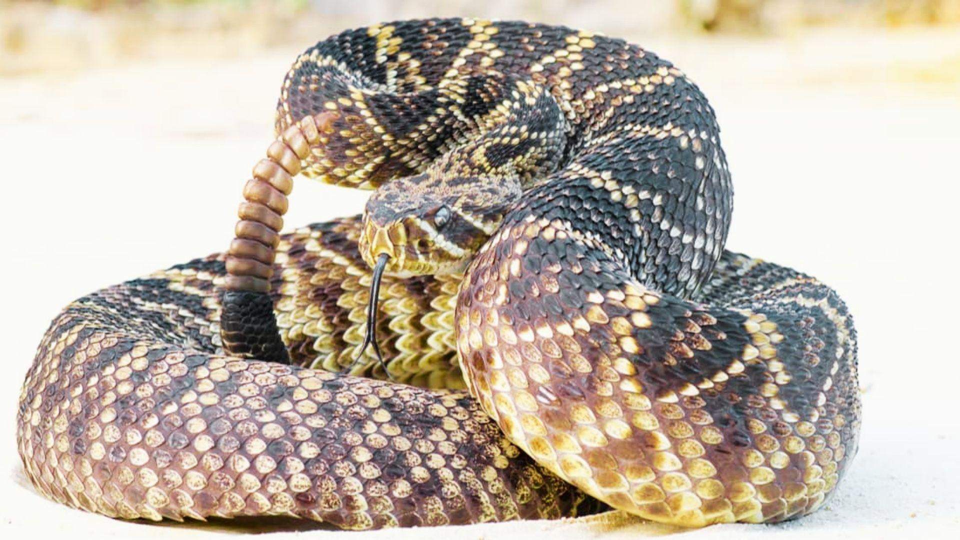 Eastern diamondback rattlesnake coiled on white sand with raised rattle and flicking tongue
