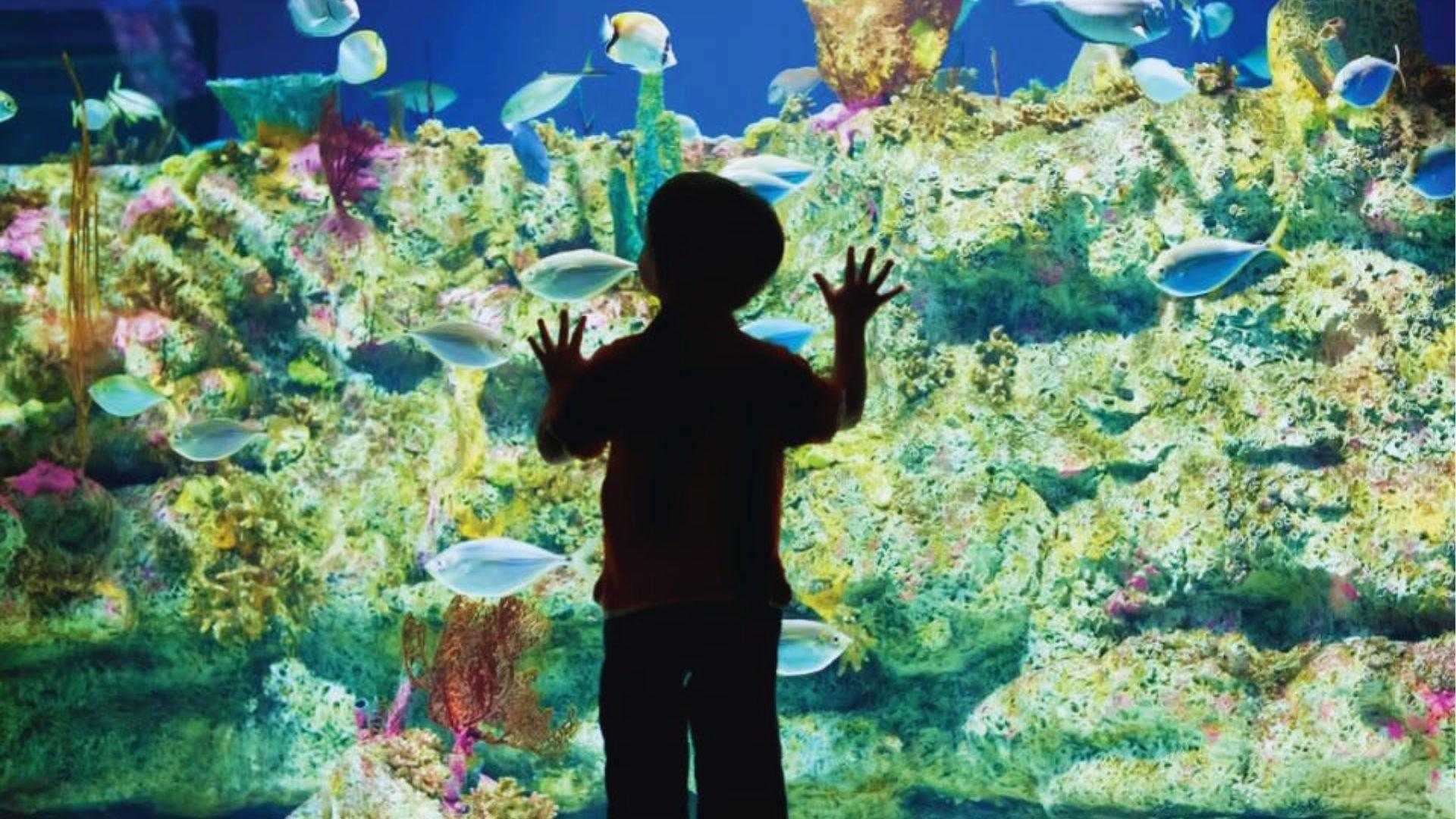 Silhouetted child pressing hands against large aquarium glass watching colorful tropical fish and coral reef.