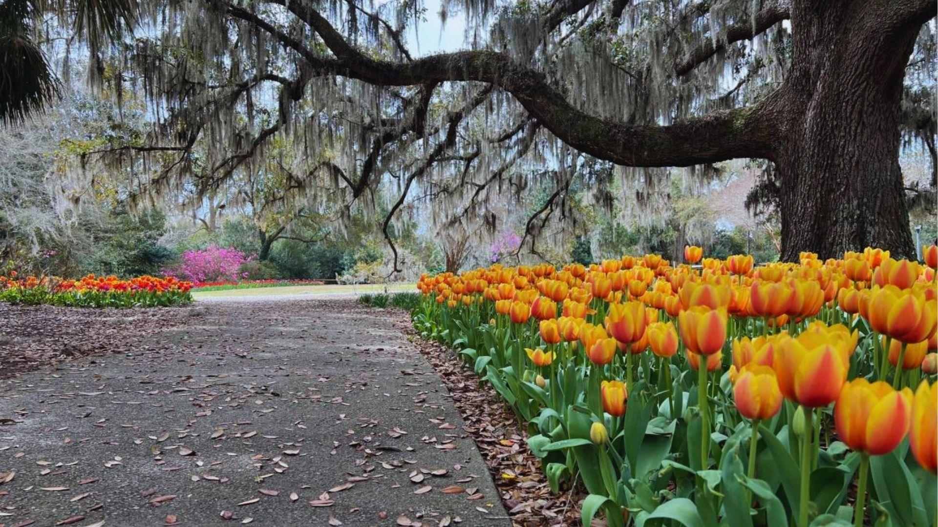 Yellow and orange tulips lining paved path under sprawling live oak draped with Spanish moss.