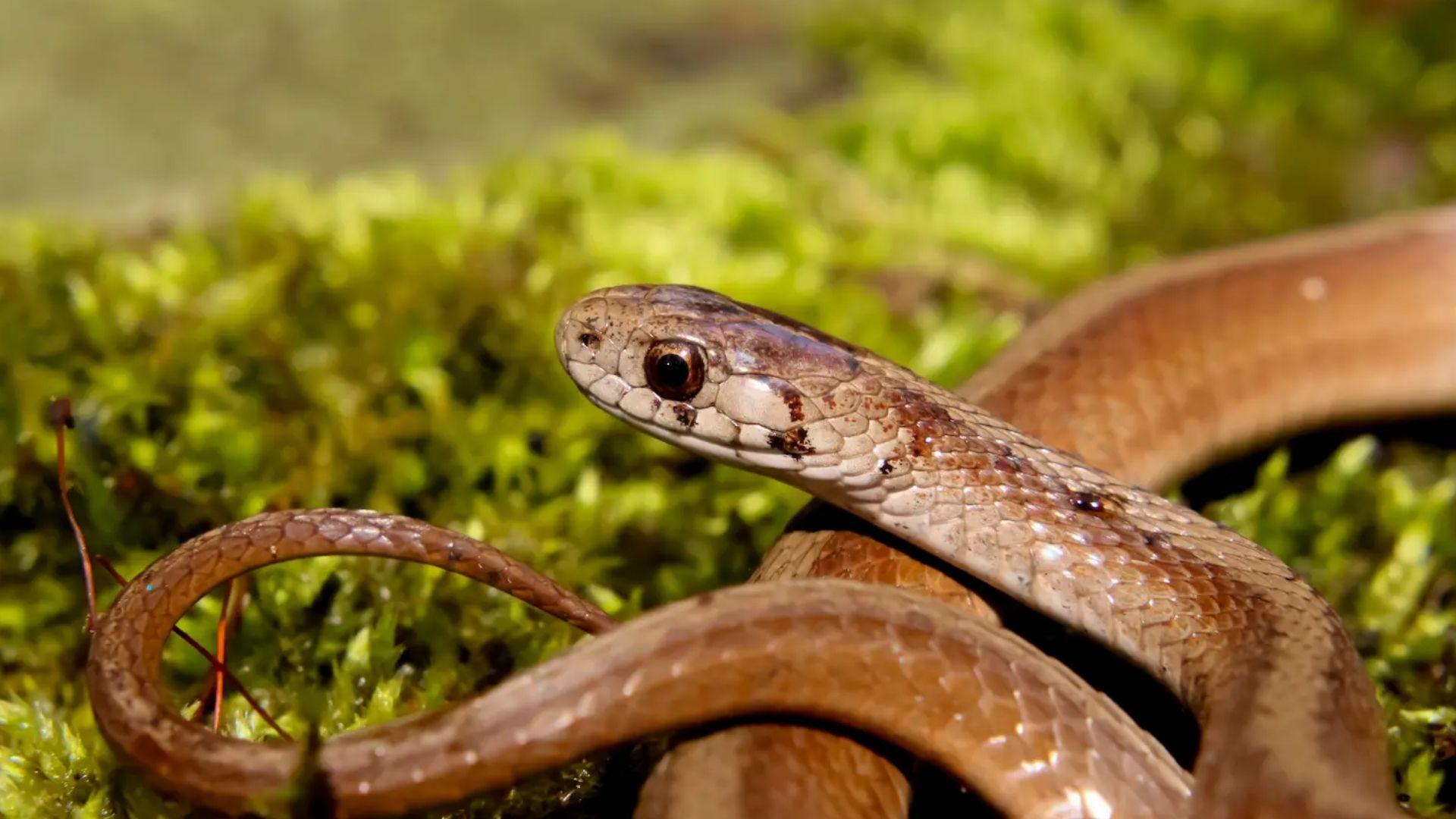 DeKay's brown snake with slender brown body coiled on bright green moss
