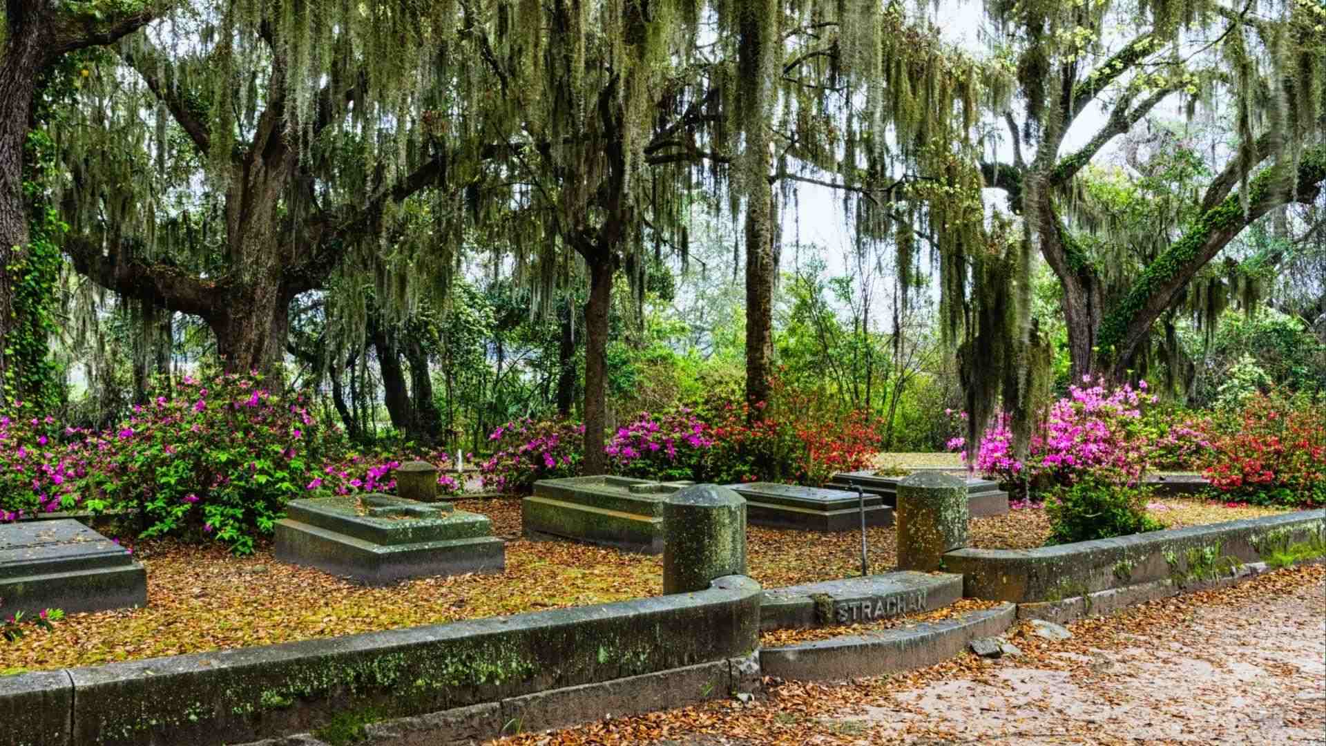 Cemetery plot with stone tombs, pink azaleas, moss-draped oaks and fallen leaves