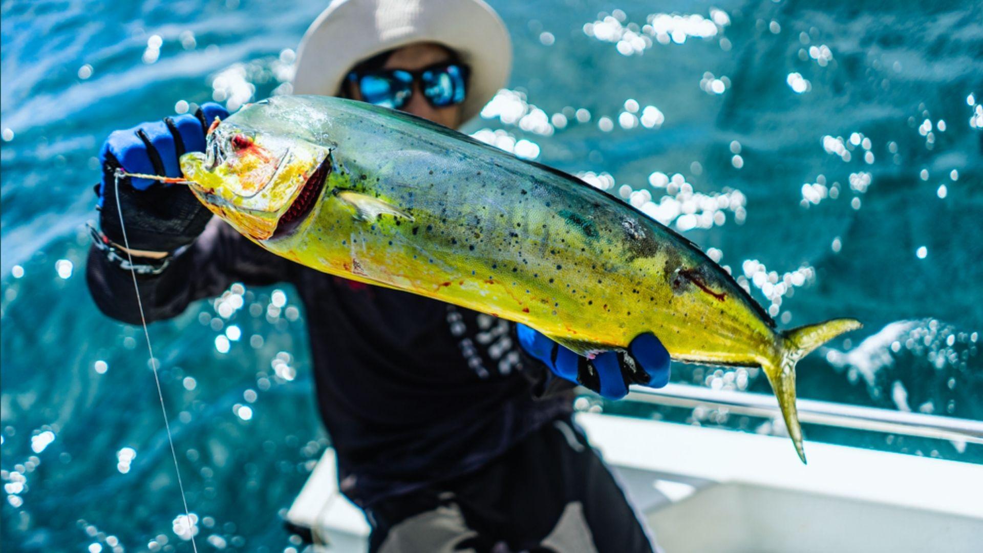 Person in hat and sunglasses holding bright yellow and green mahi mahi fish on boat
