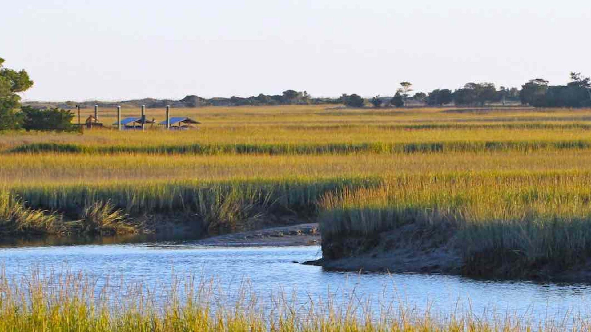 Golden salt marsh with tidal creek winding through coastal Lowcountry wetlands